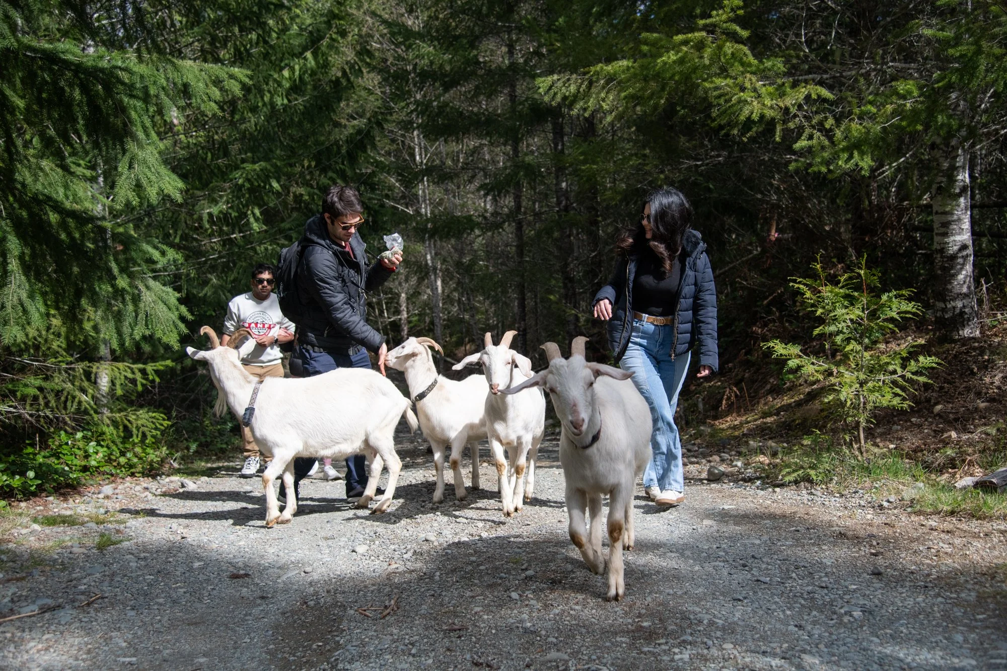 mapleheartranch-goats-022.jpg