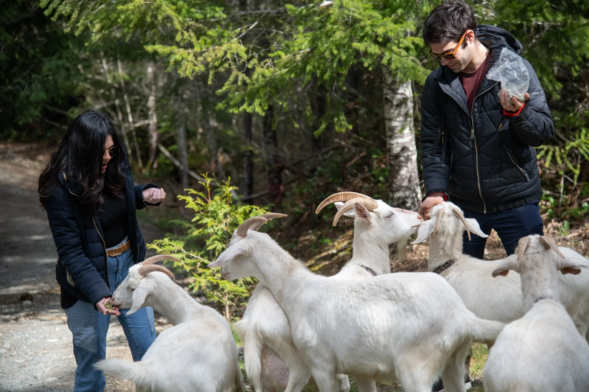 mapleheartranch-goats-023.jpg