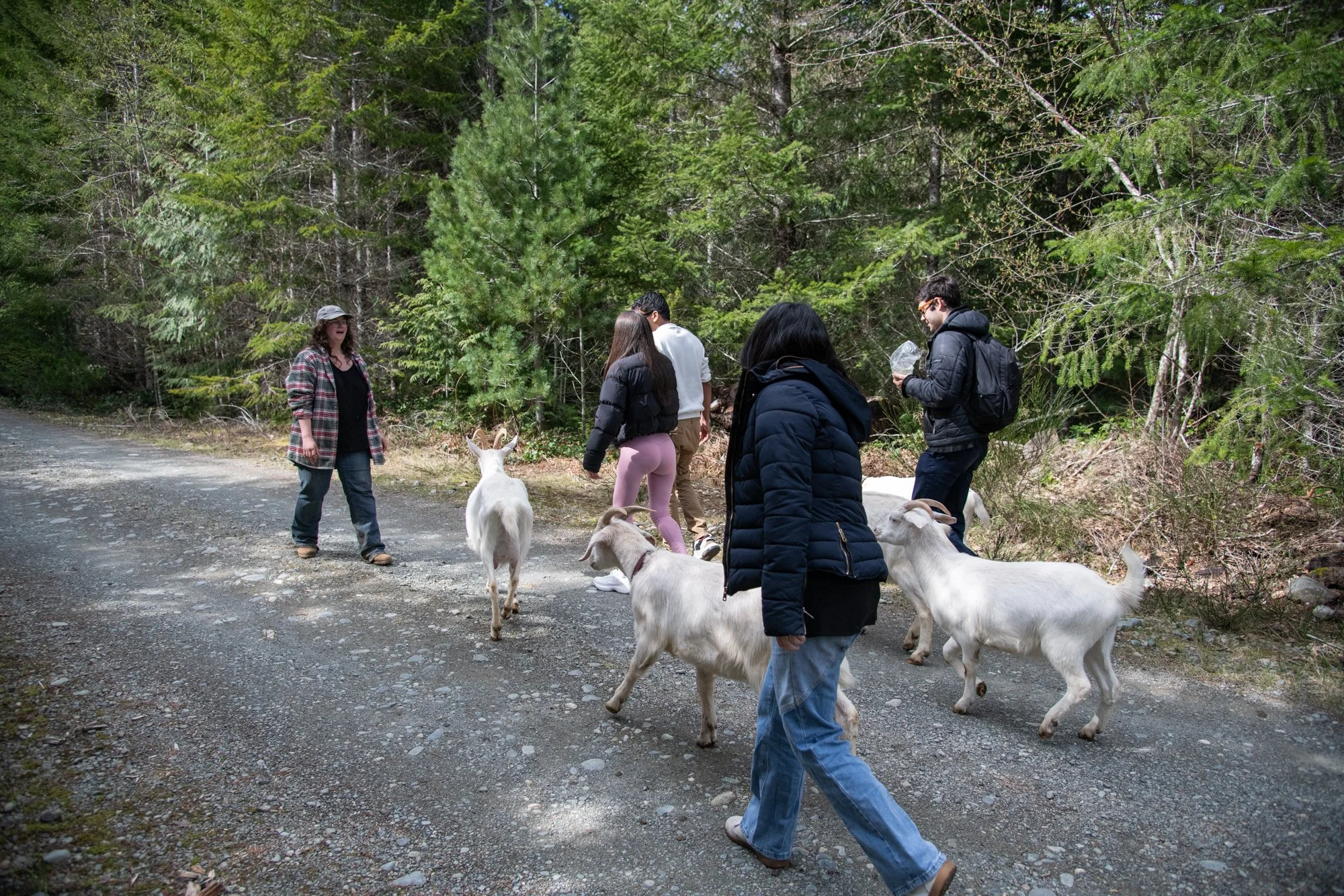 mapleheartranch-goats-025.jpg