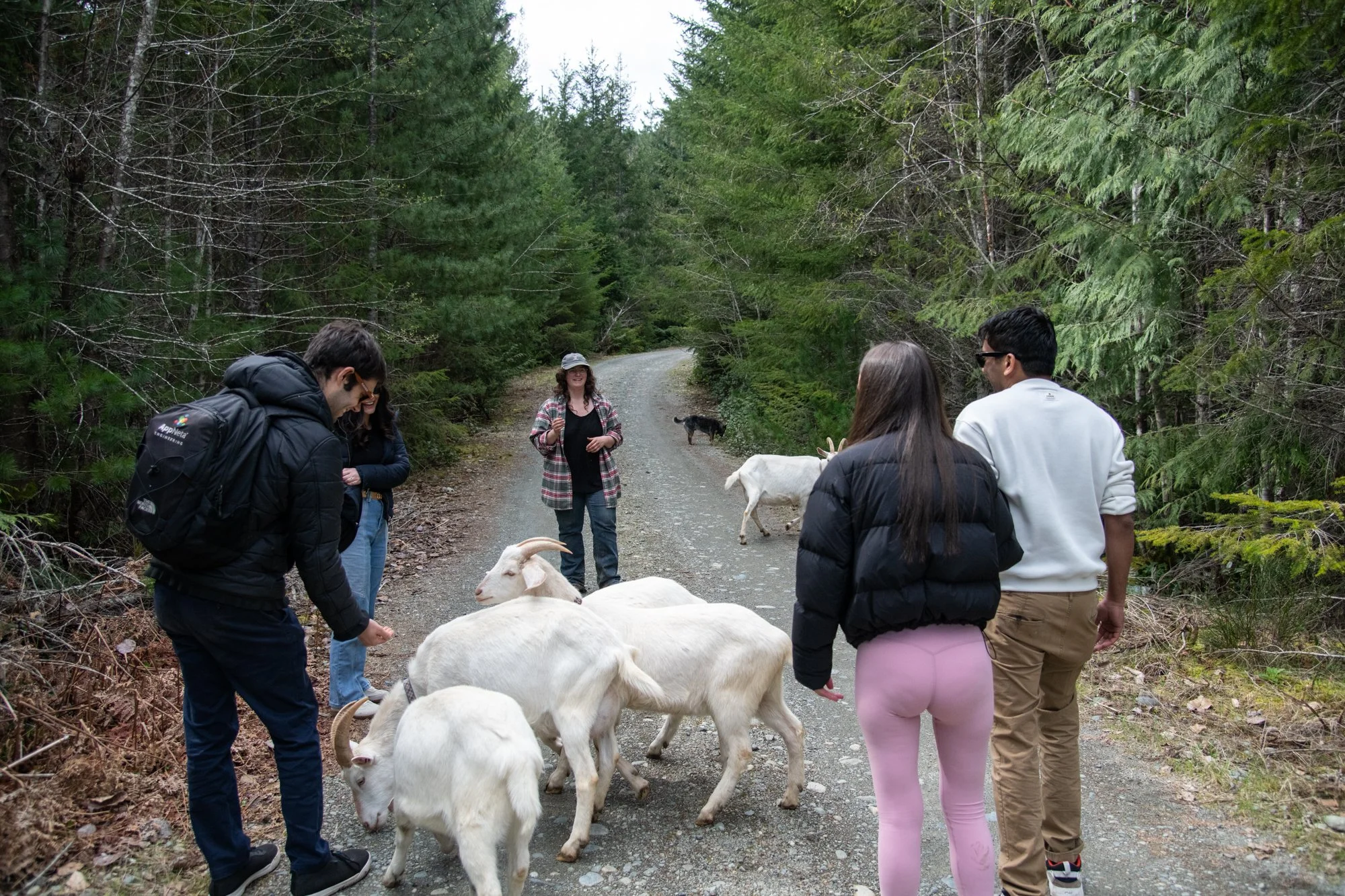 mapleheartranch-goats-028.jpg