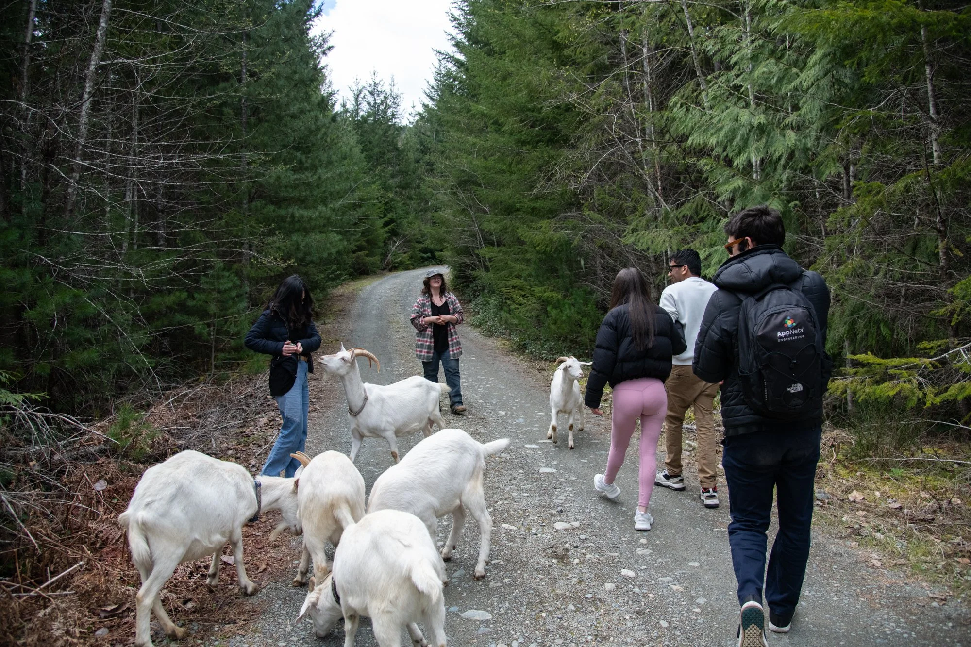 mapleheartranch-goats-029.jpg