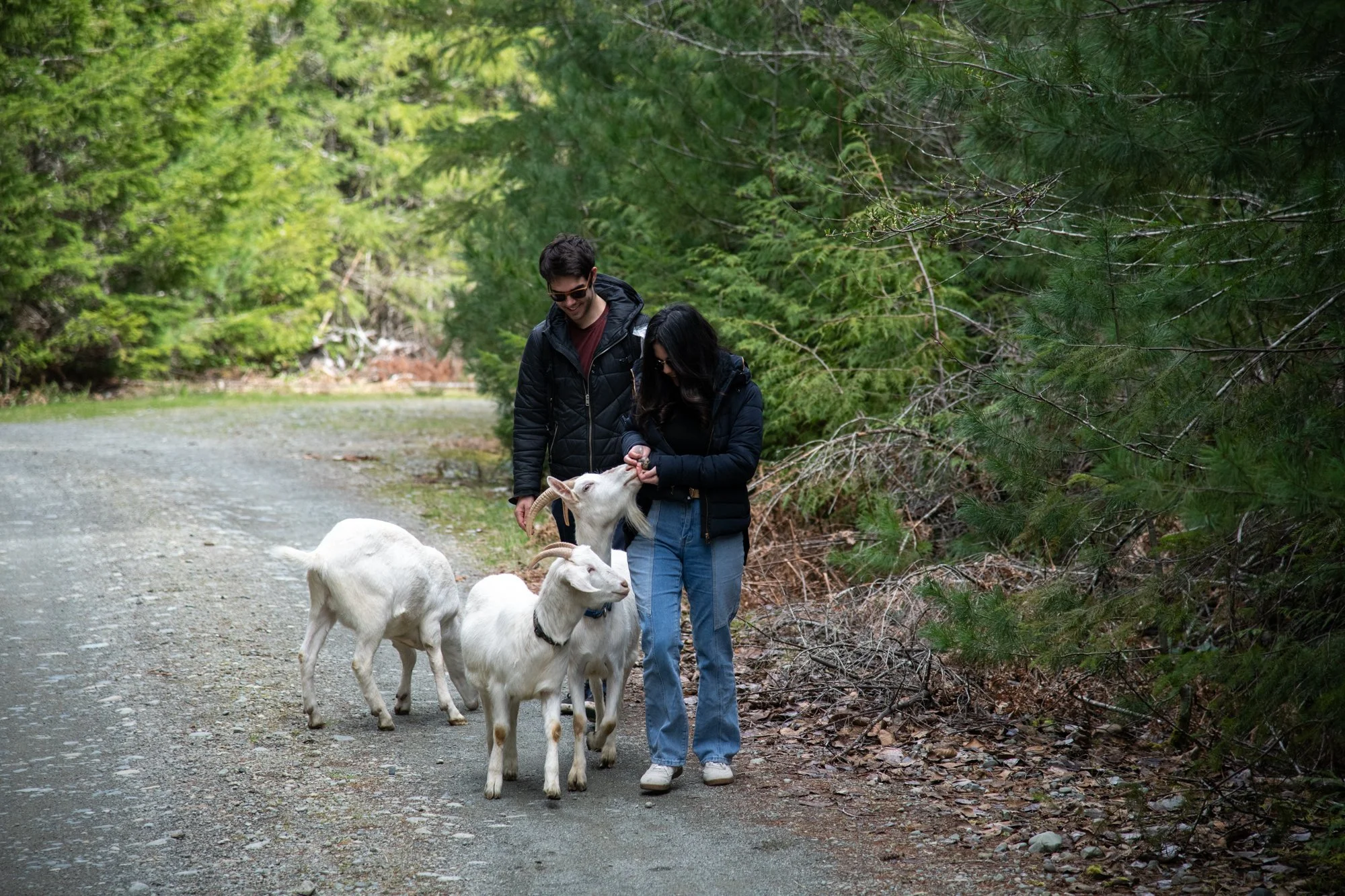 mapleheartranch-goats-030.jpg