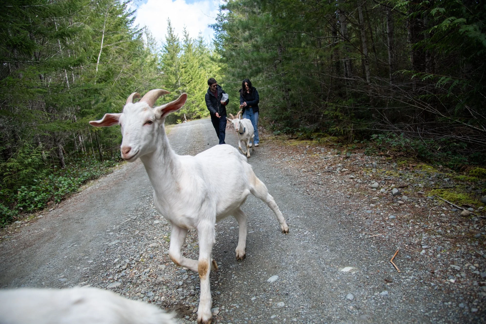 mapleheartranch-goats-031.jpg