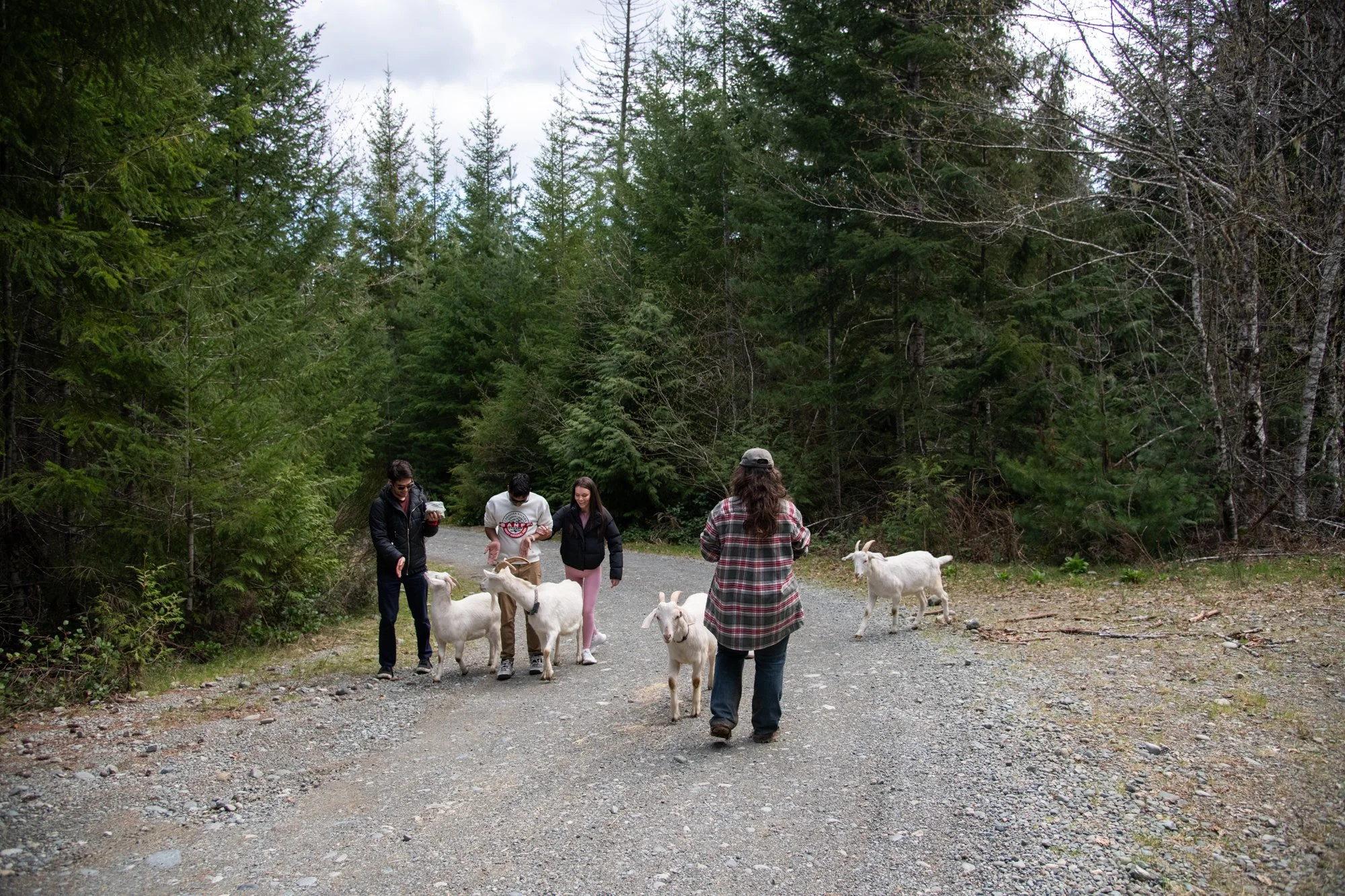 mapleheartranch-goats-032.jpg