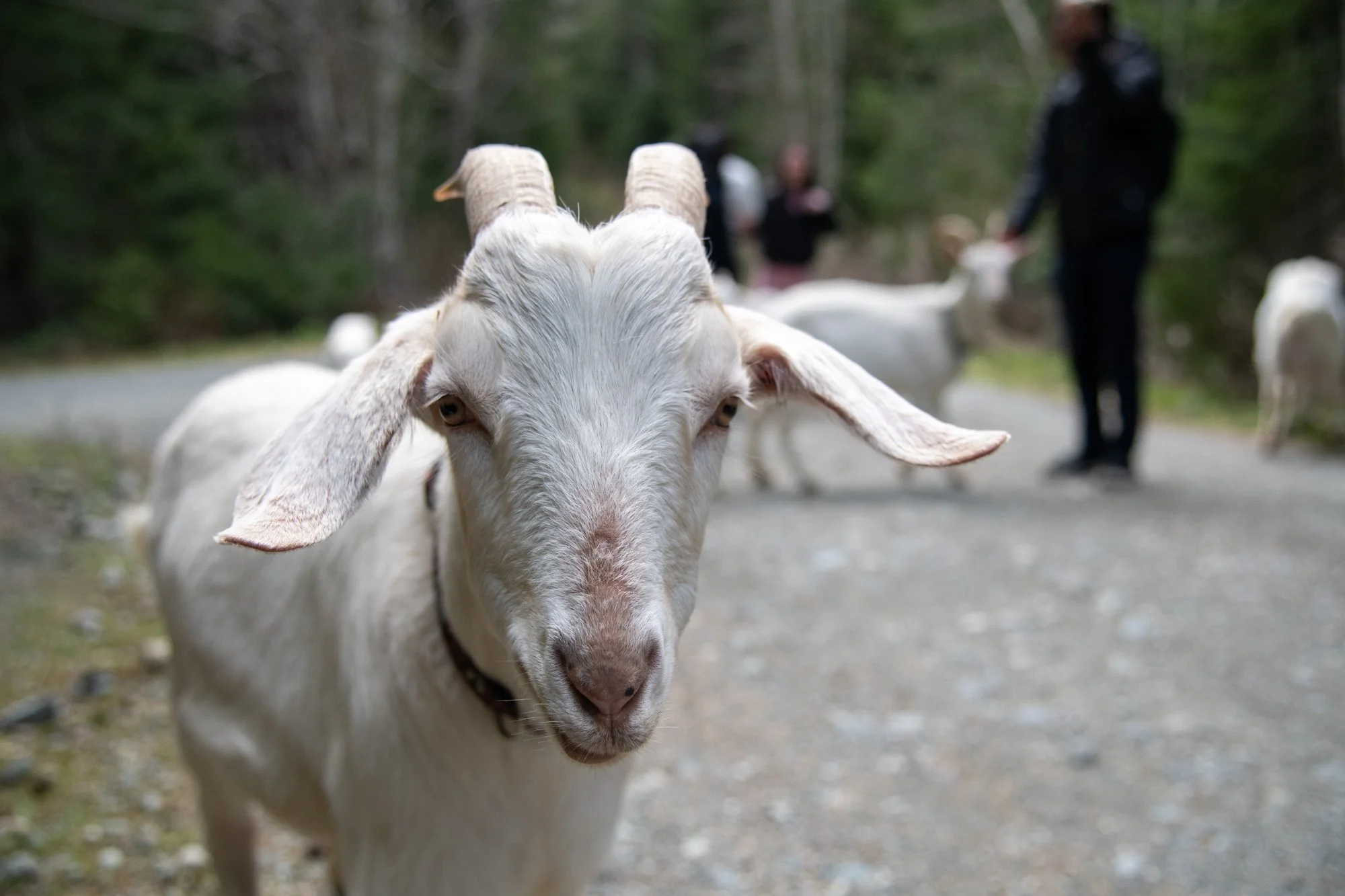 mapleheartranch-goats-033.jpg