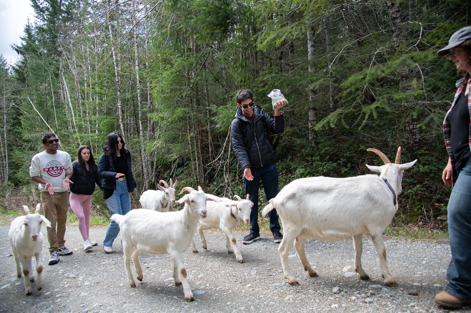 mapleheartranch-goats-035.jpg