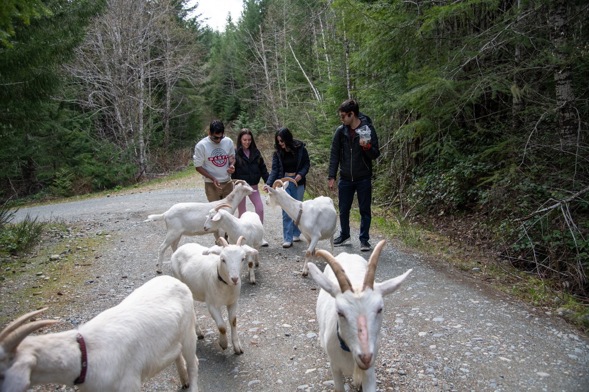 mapleheartranch-goats-036.jpg