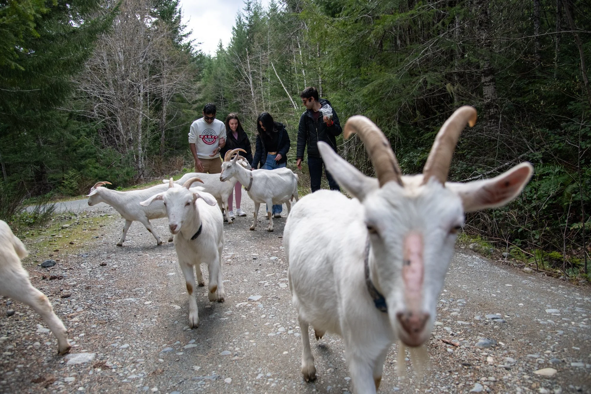 mapleheartranch-goats-037.jpg