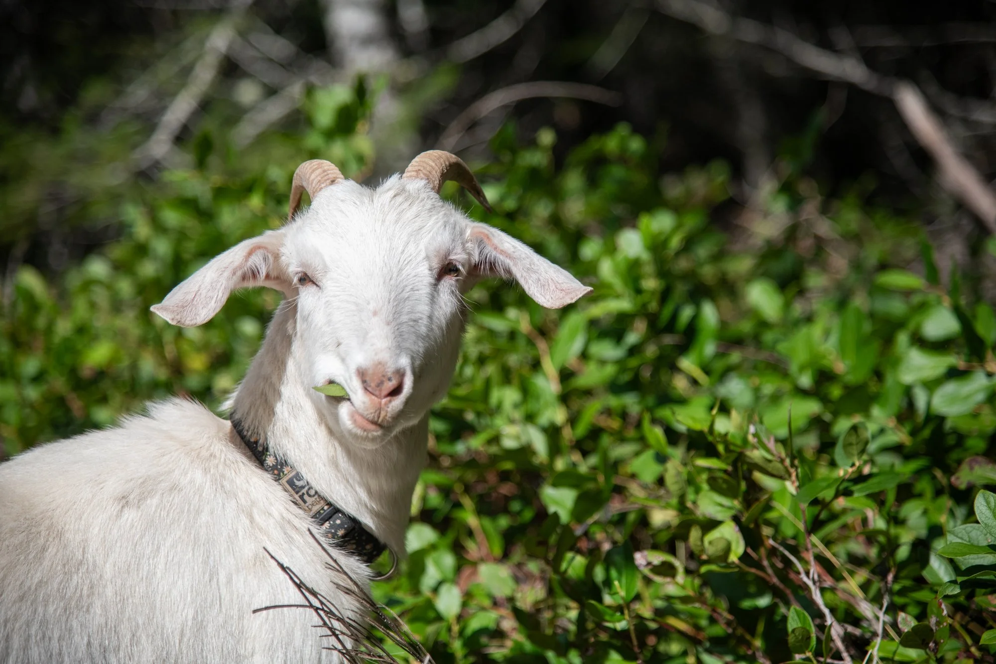 mapleheartranch-goats-040.jpg