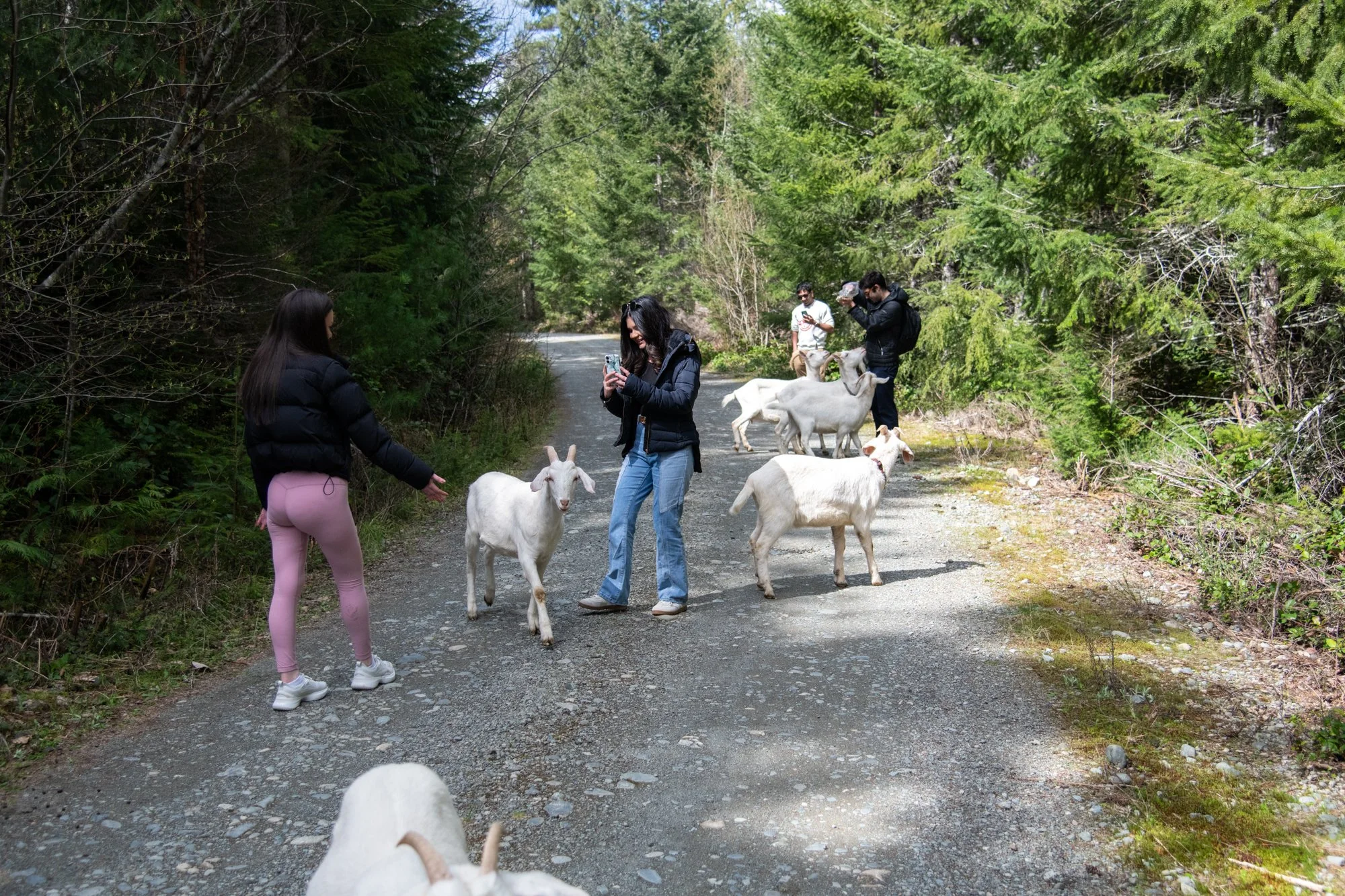 mapleheartranch-goats-041.jpg