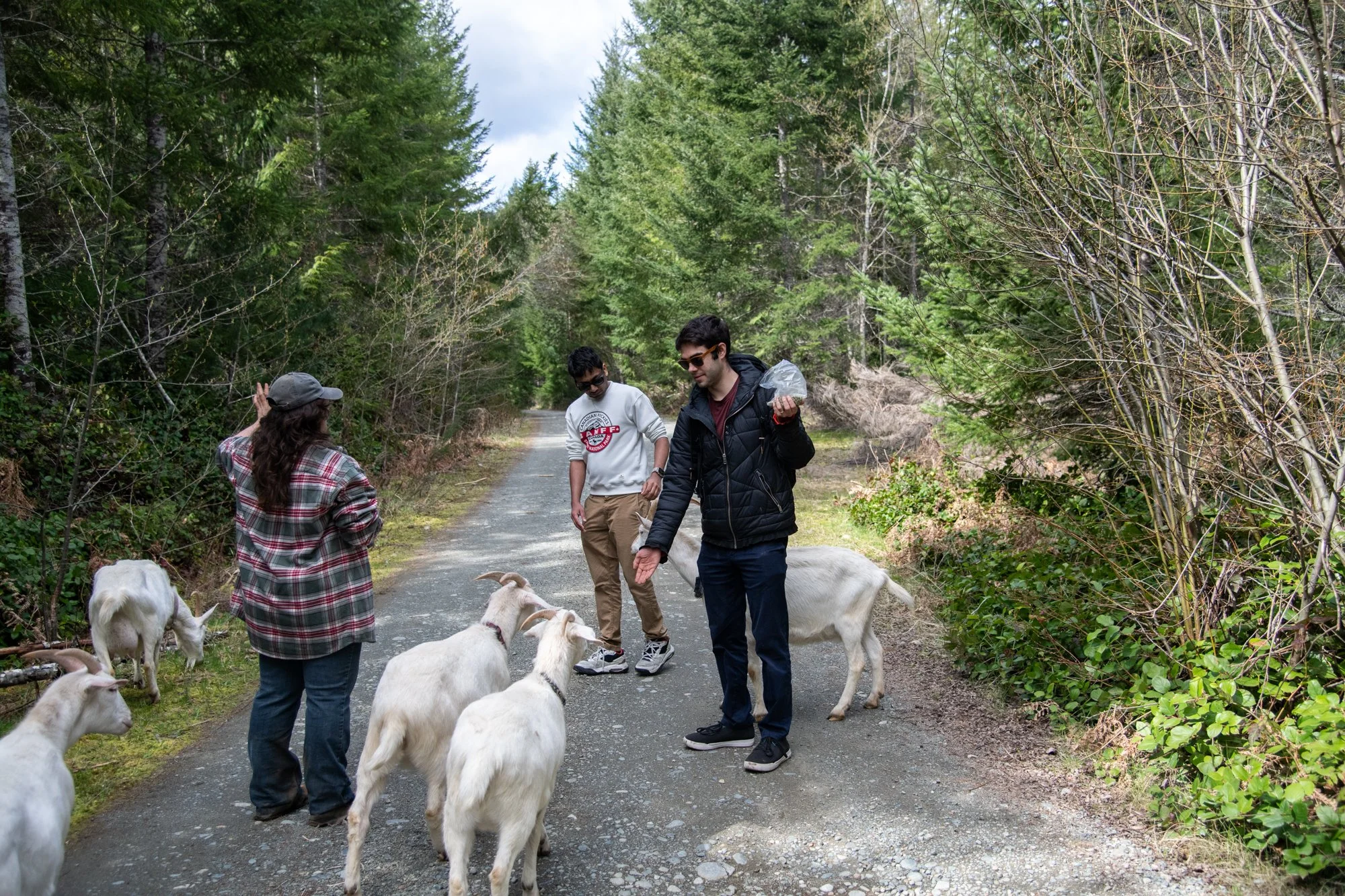 mapleheartranch-goats-042.jpg