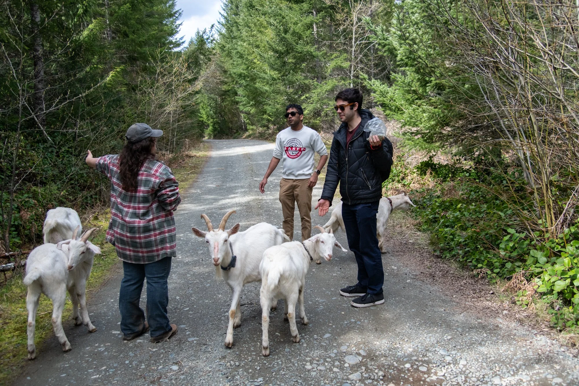 mapleheartranch-goats-043.jpg