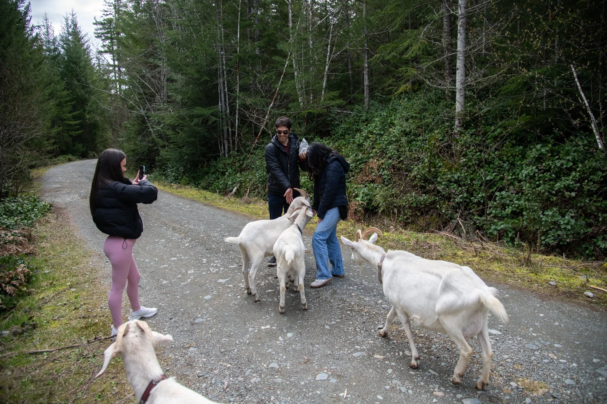 mapleheartranch-goats-045.jpg