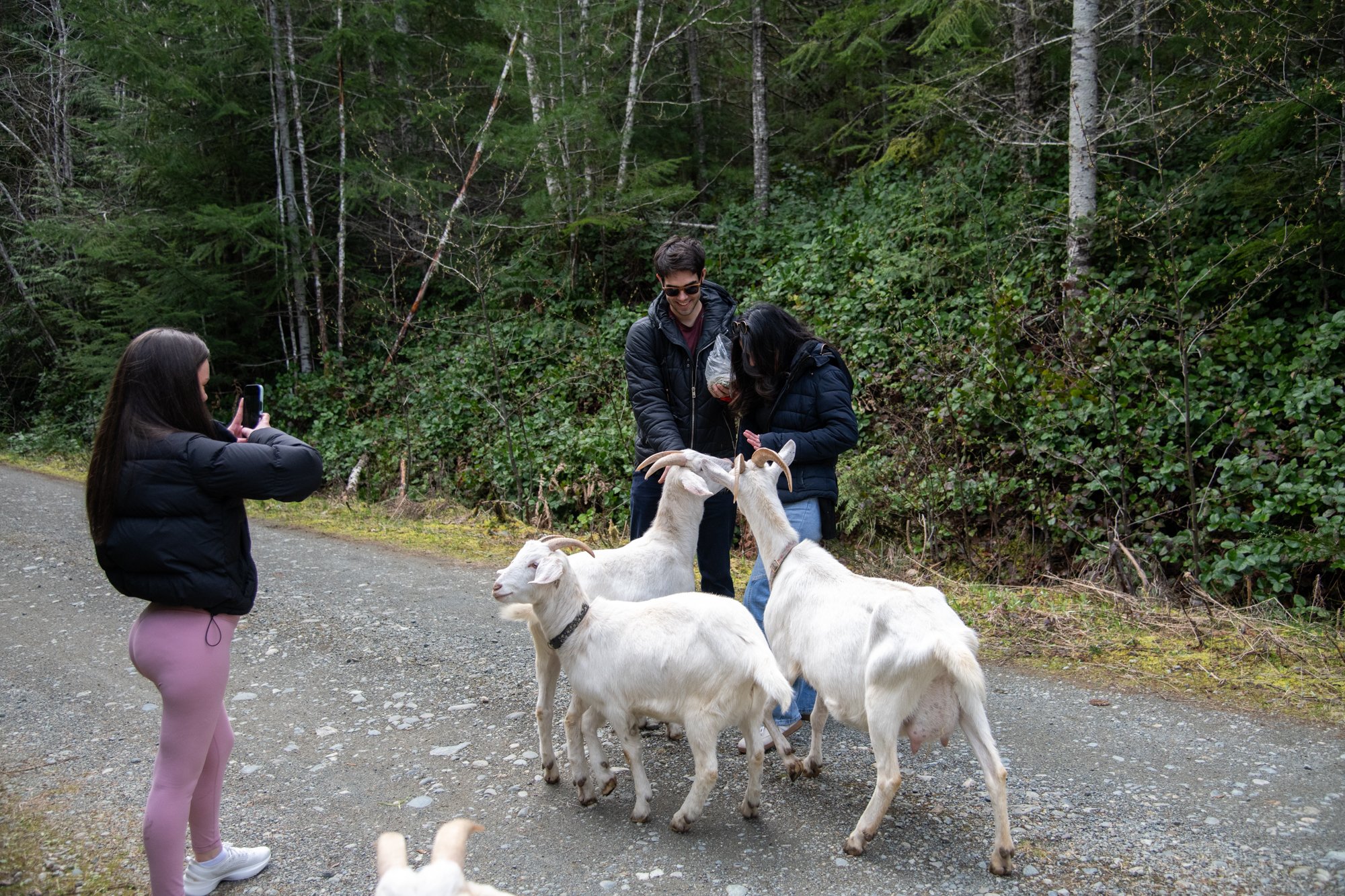 mapleheartranch-goats-046.jpg