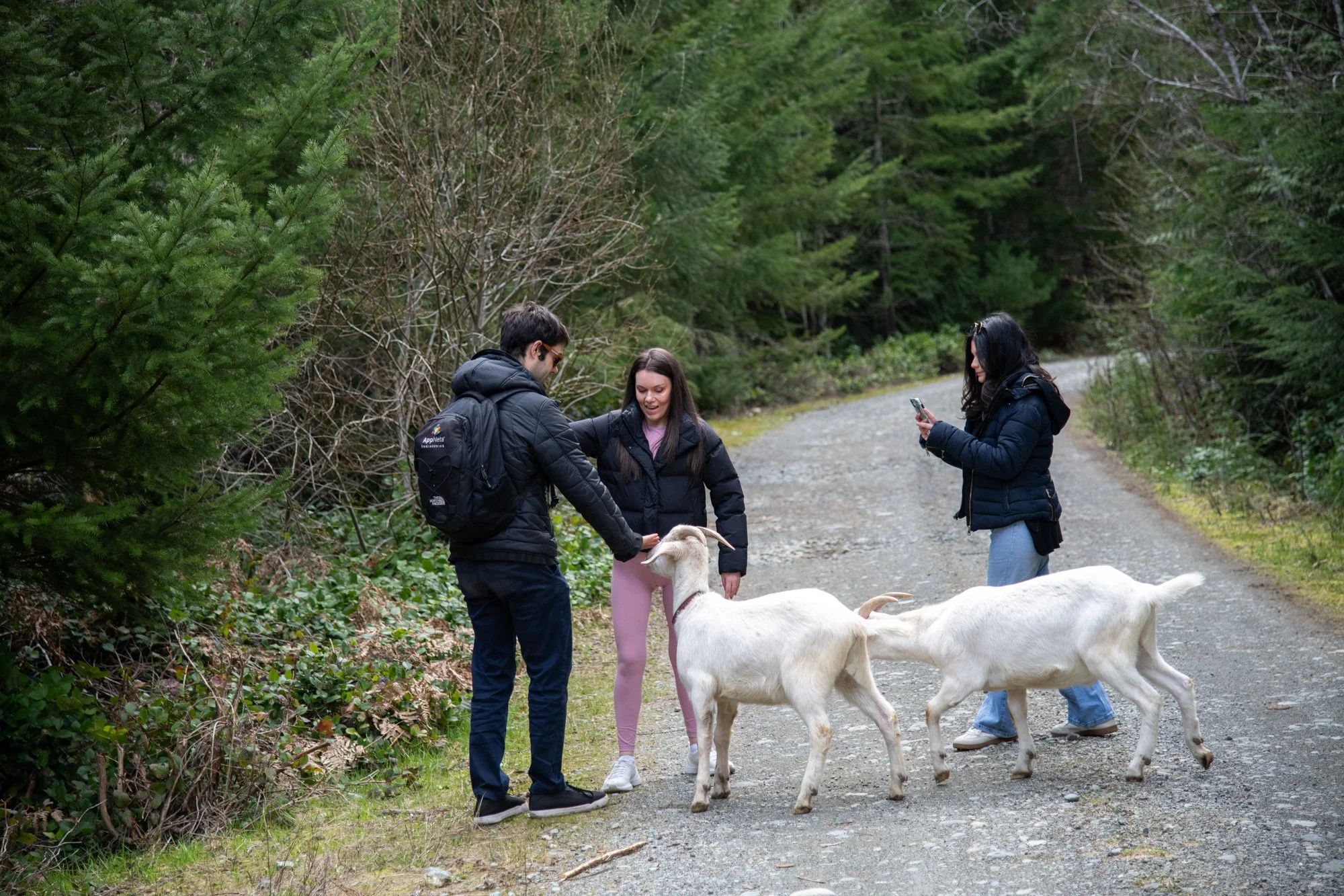 mapleheartranch-goats-047.jpg