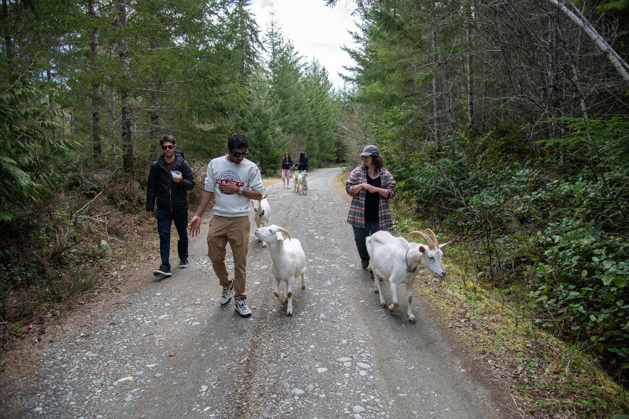 mapleheartranch-goats-048.jpg