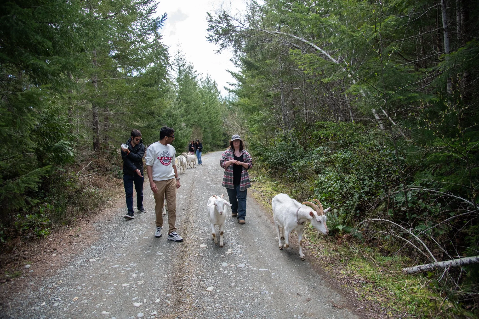 mapleheartranch-goats-049.jpg