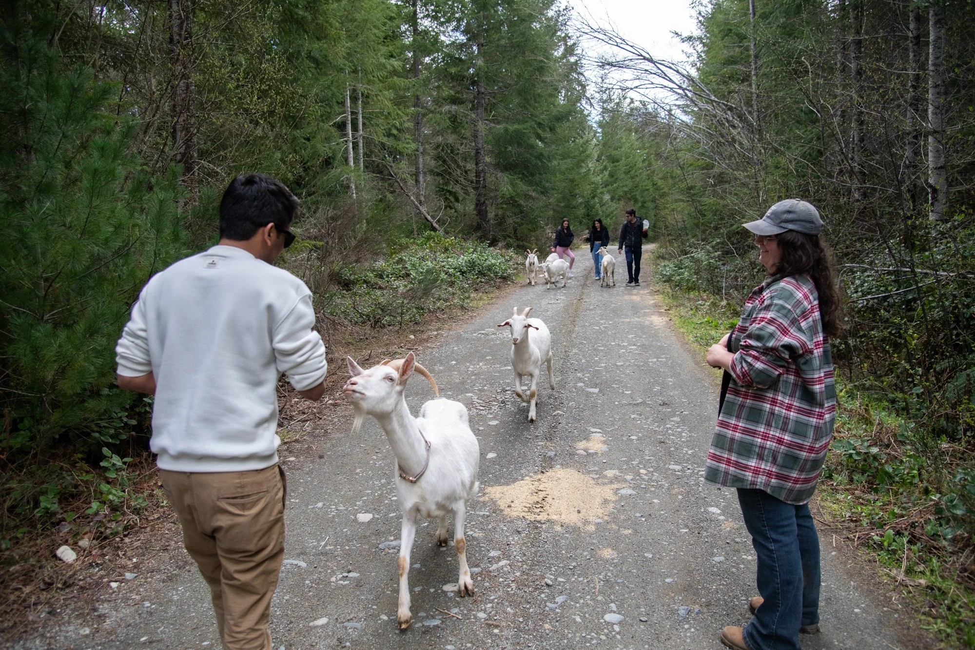 mapleheartranch-goats-050.jpg