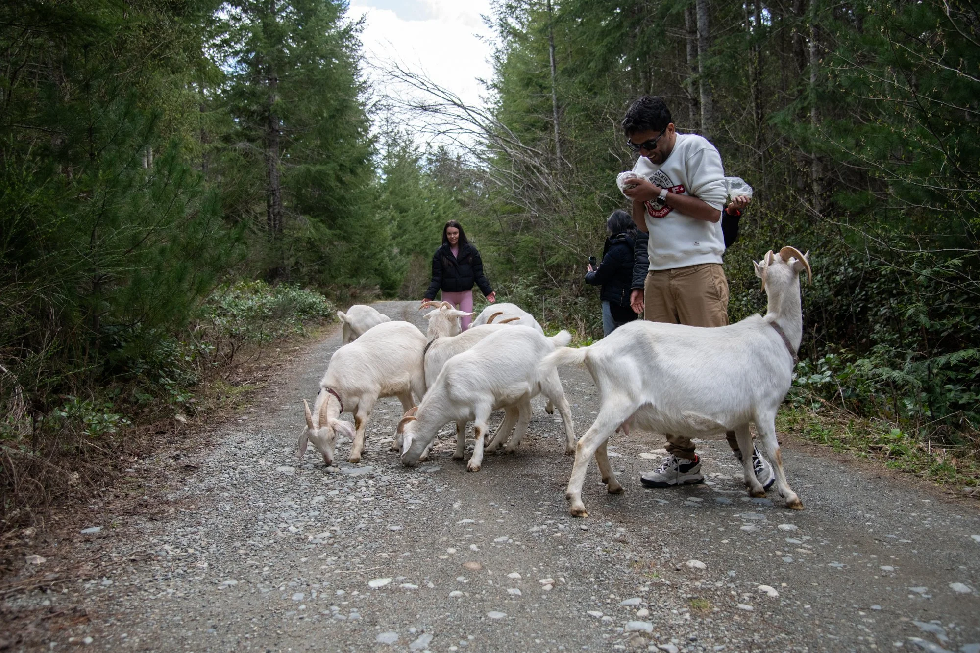 mapleheartranch-goats-051.jpg