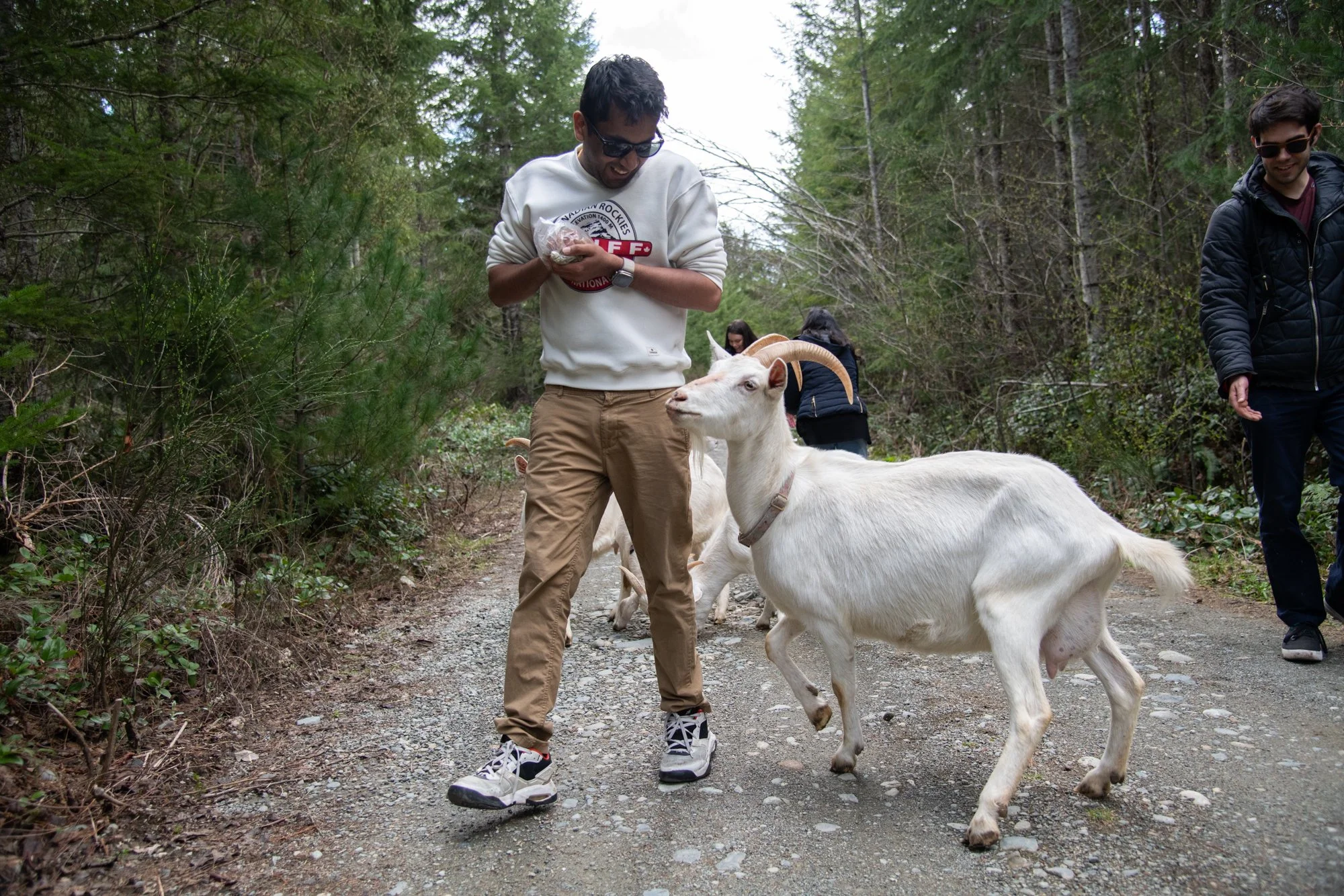 mapleheartranch-goats-052.jpg