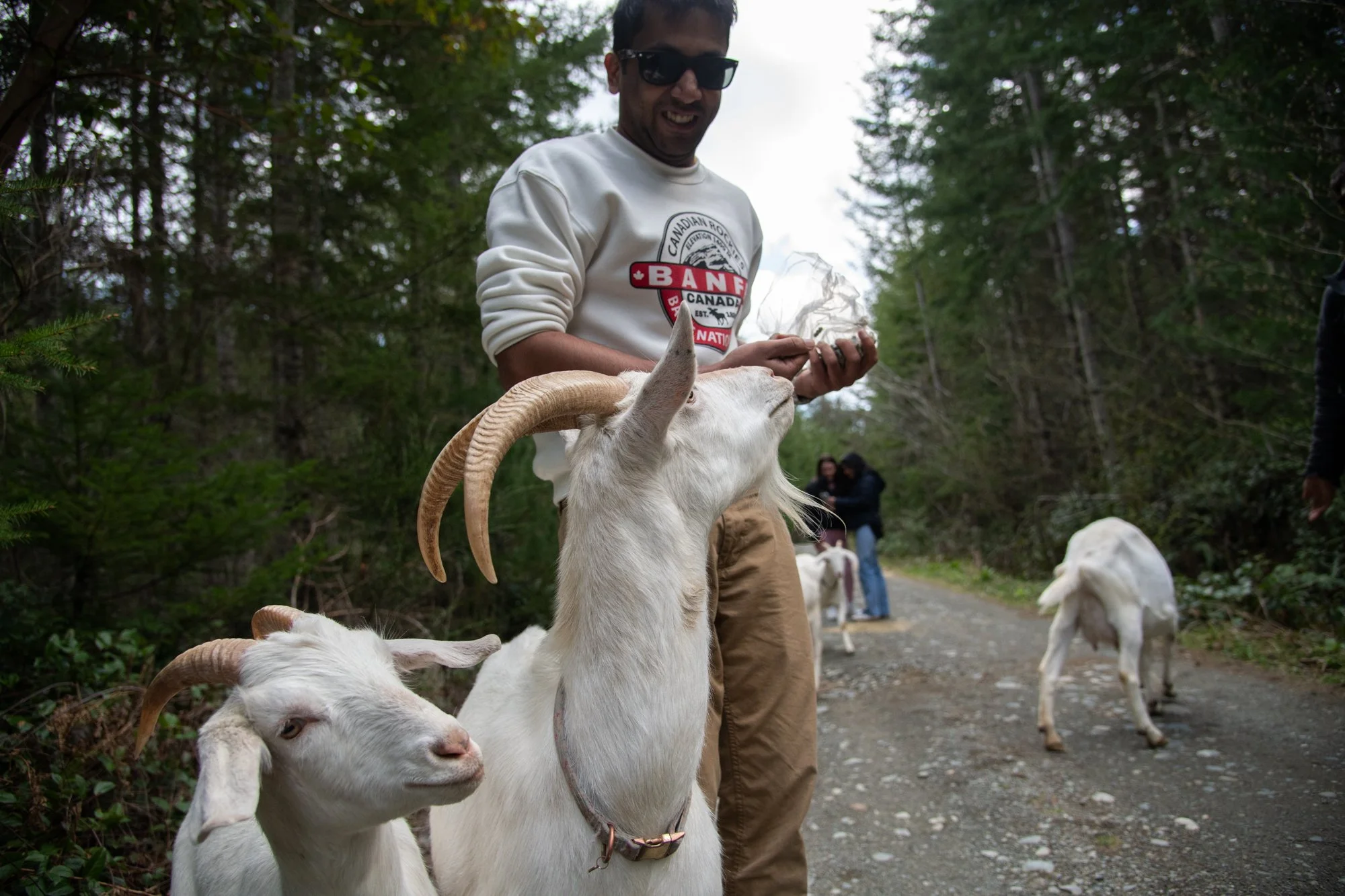 mapleheartranch-goats-053.jpg