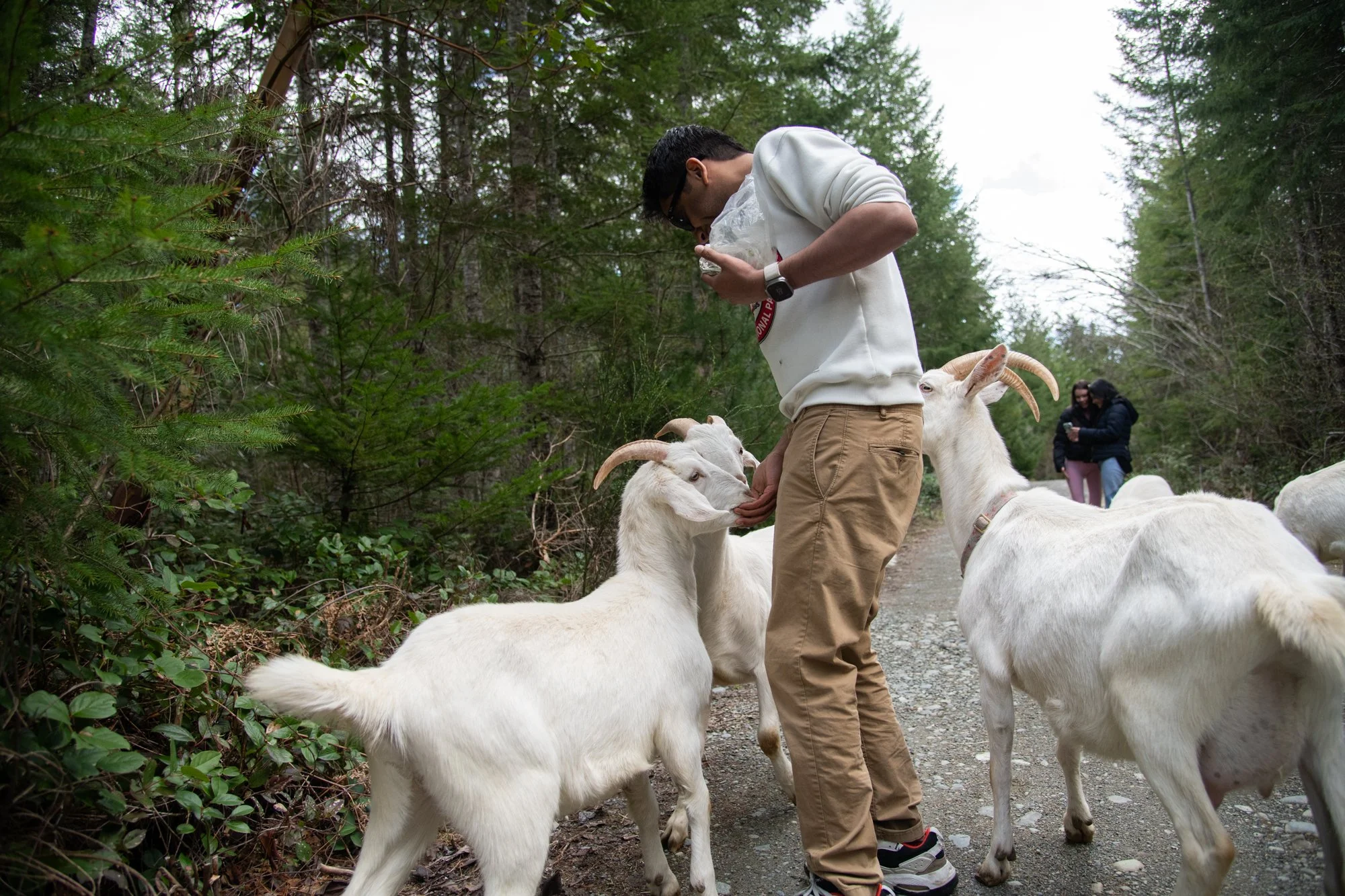 mapleheartranch-goats-054.jpg