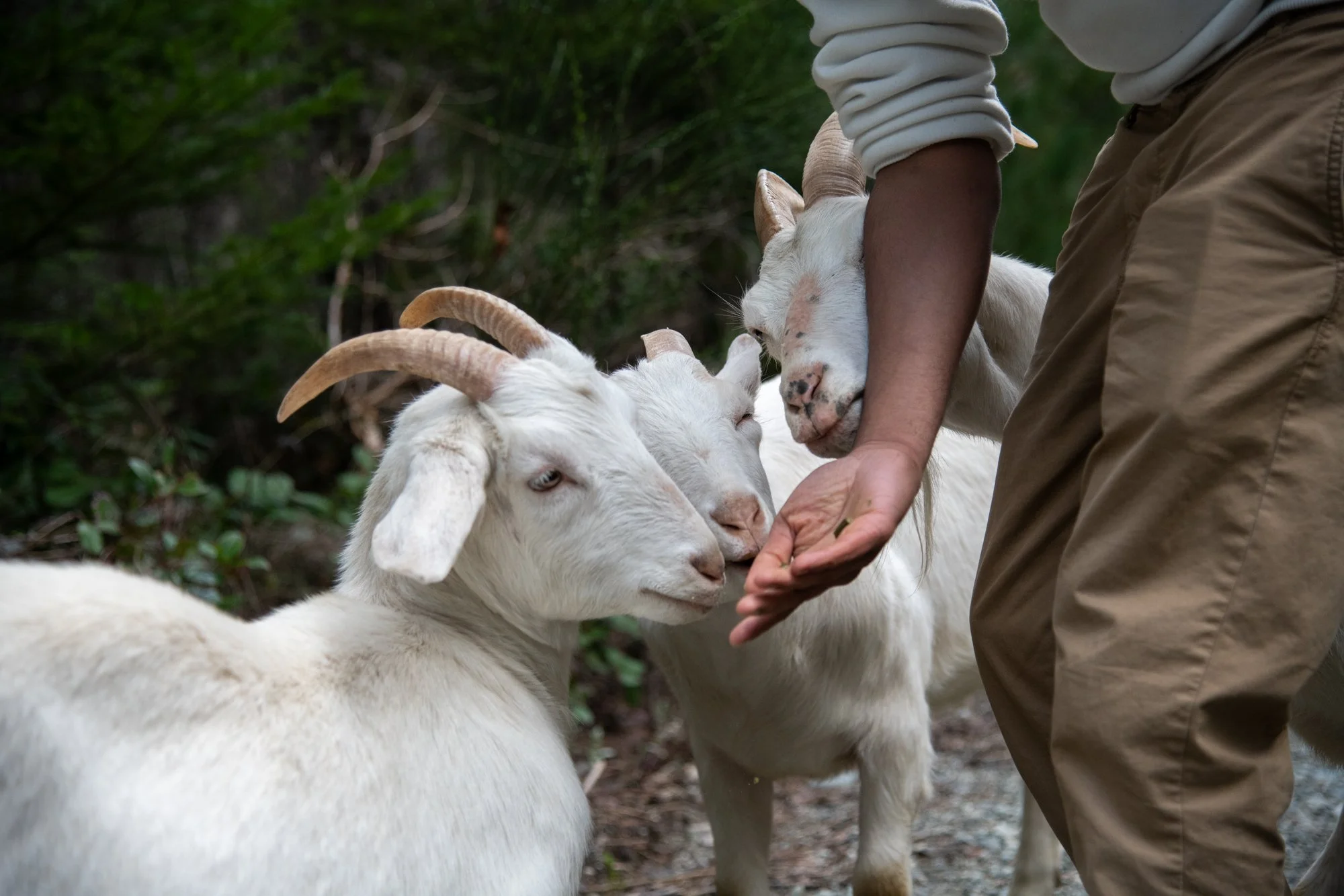 mapleheartranch-goats-055.jpg