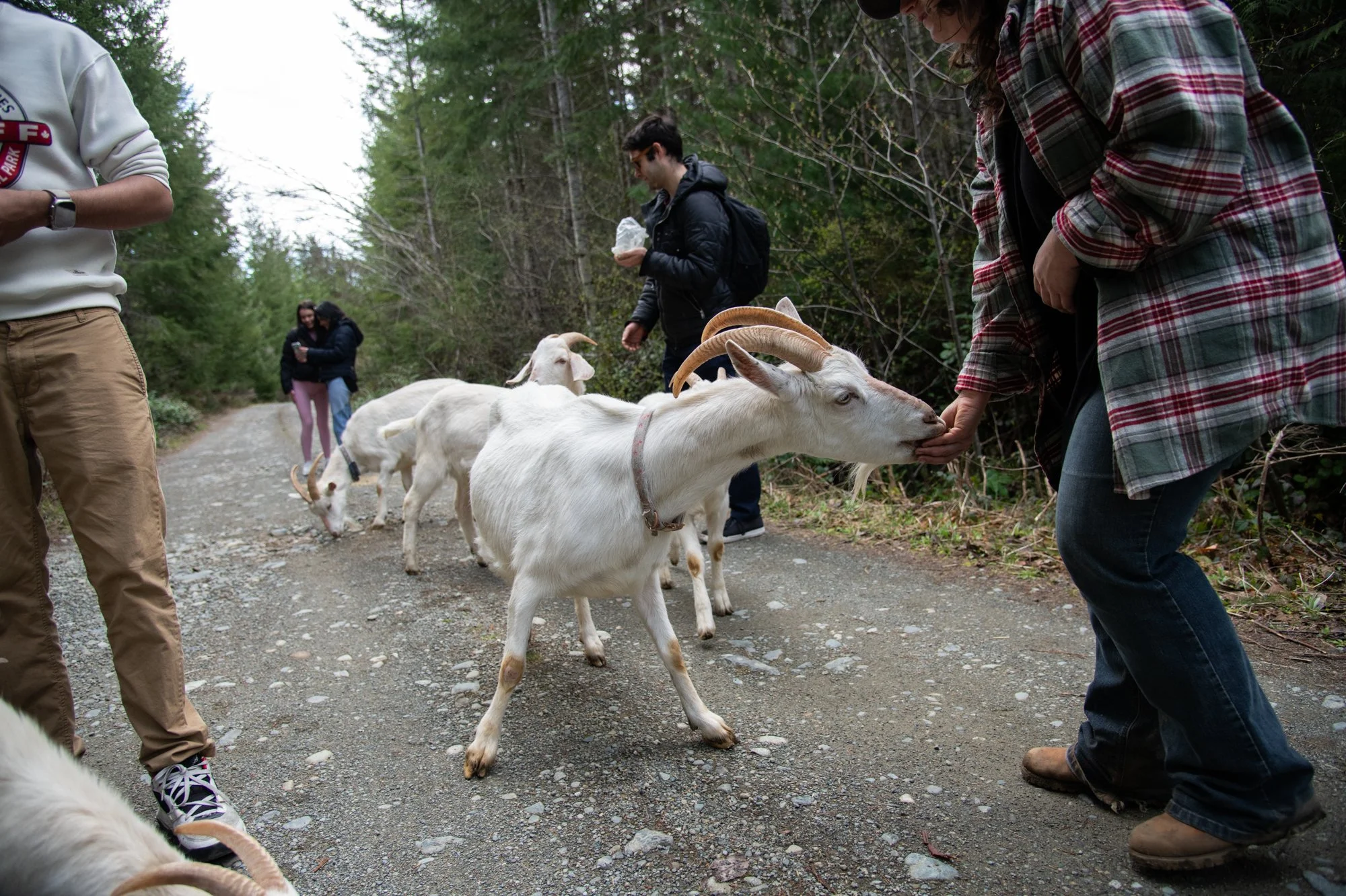 mapleheartranch-goats-056.jpg