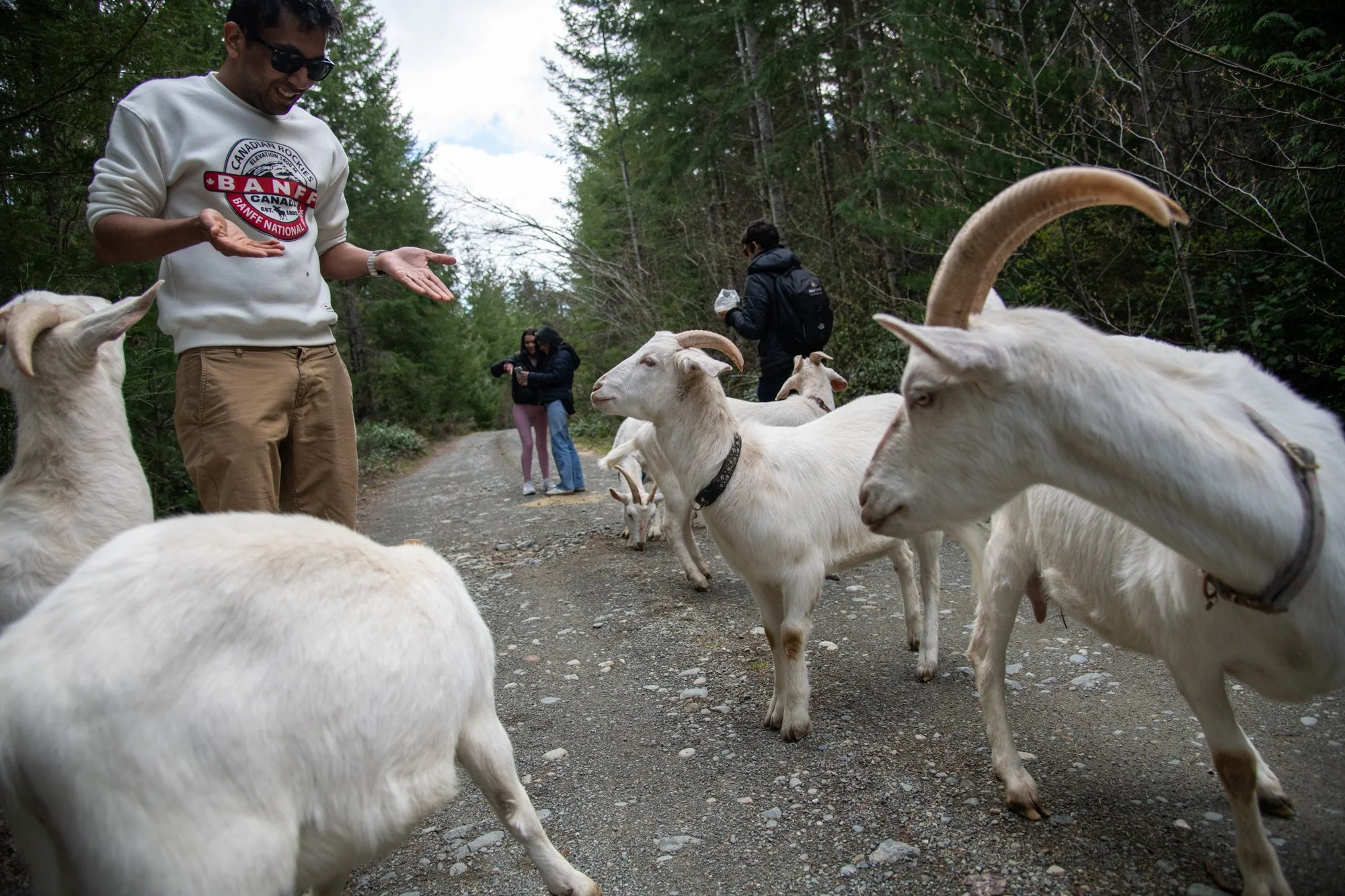 mapleheartranch-goats-057.jpg