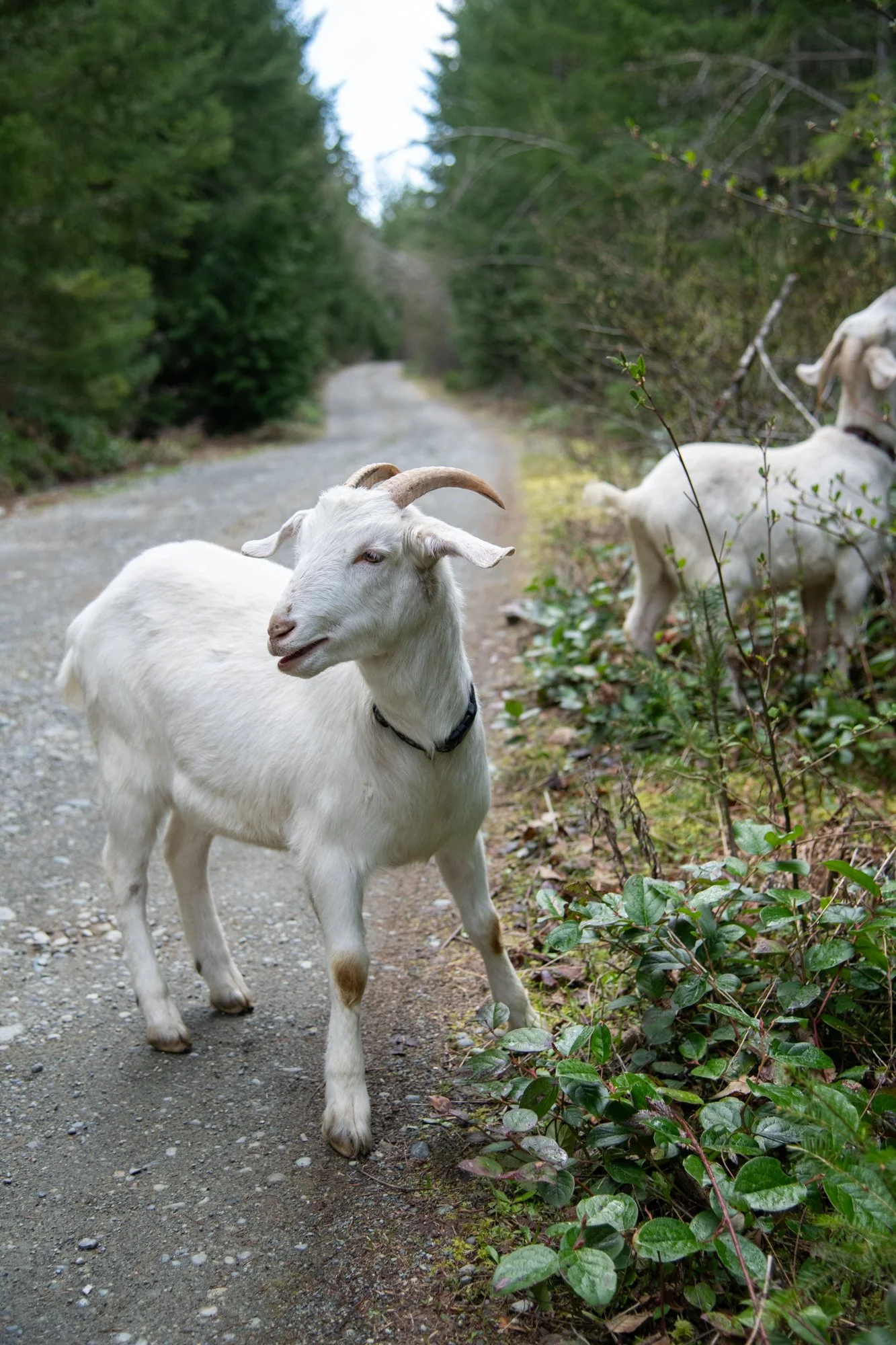 mapleheartranch-goats-058.jpg