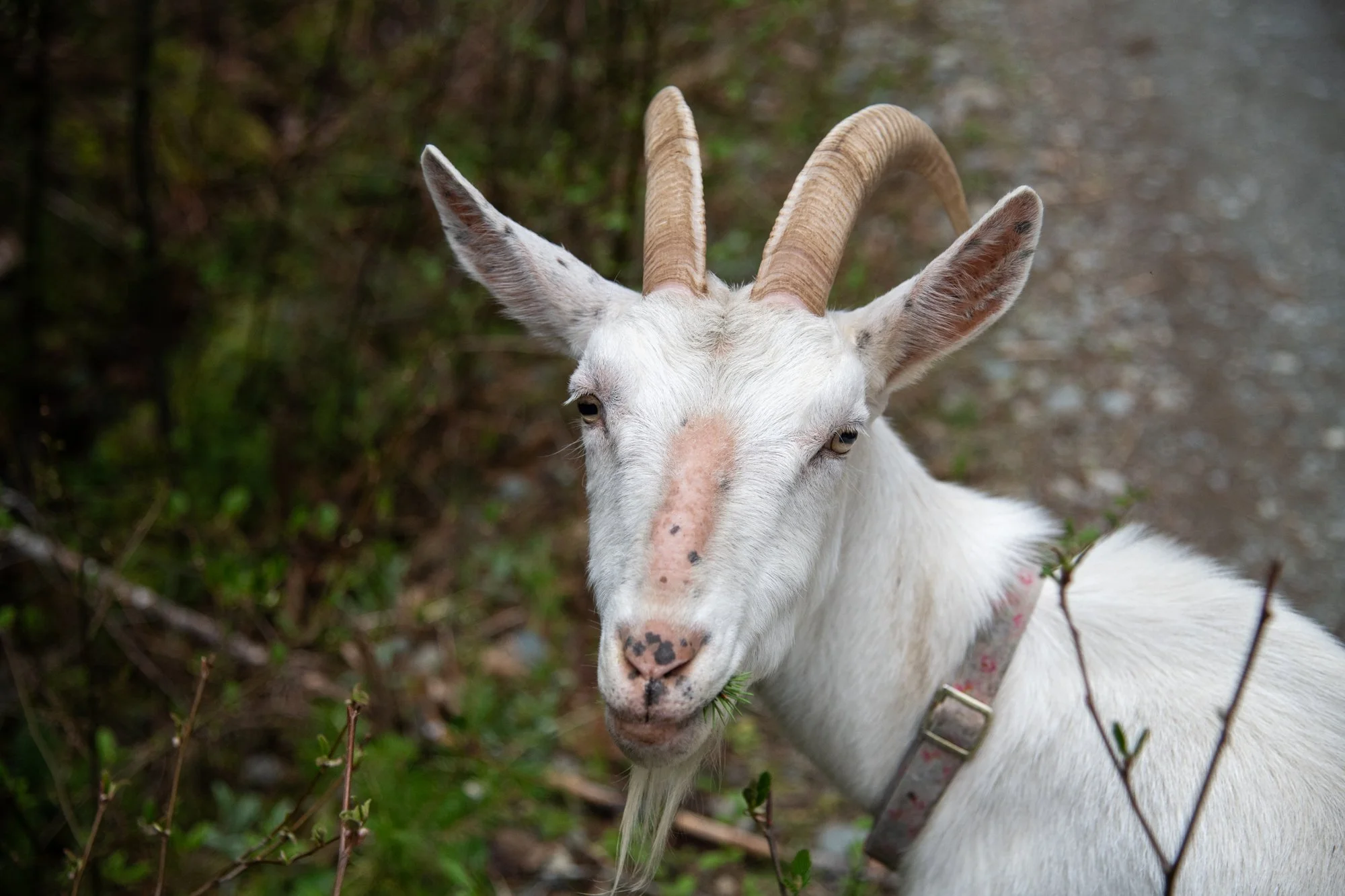 mapleheartranch-goats-059.jpg