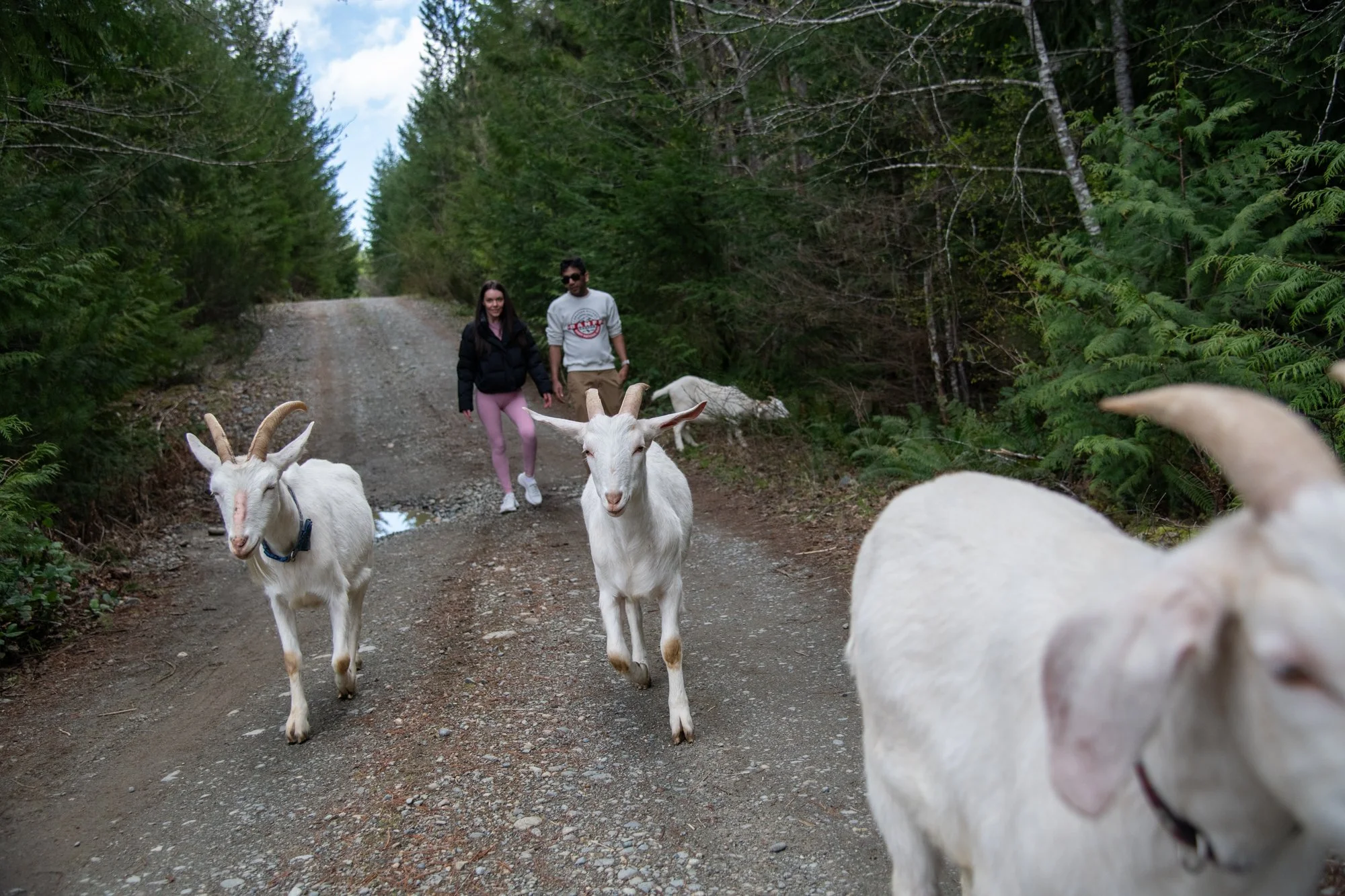mapleheartranch-goats-065.jpg