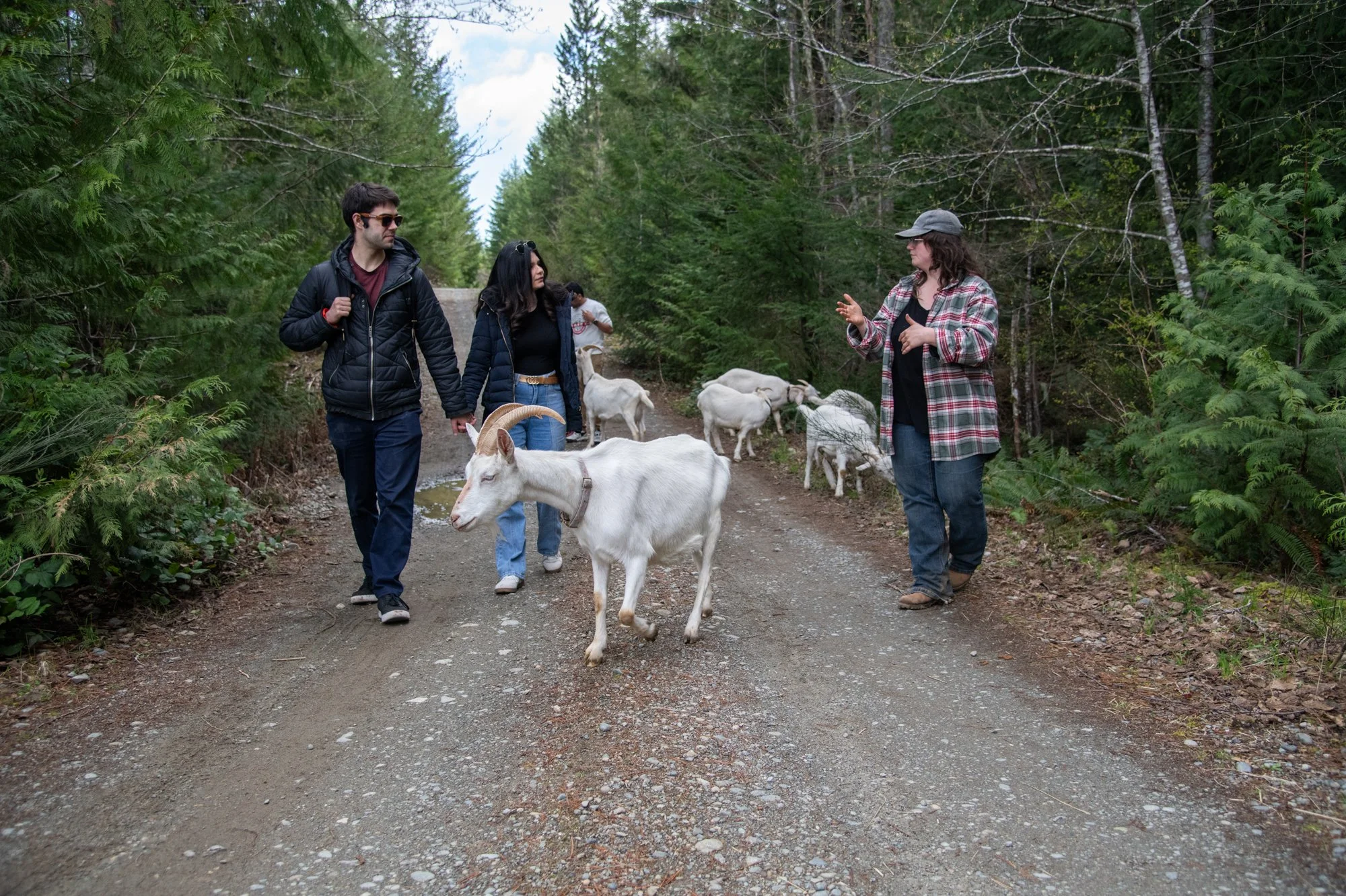 mapleheartranch-goats-064.jpg