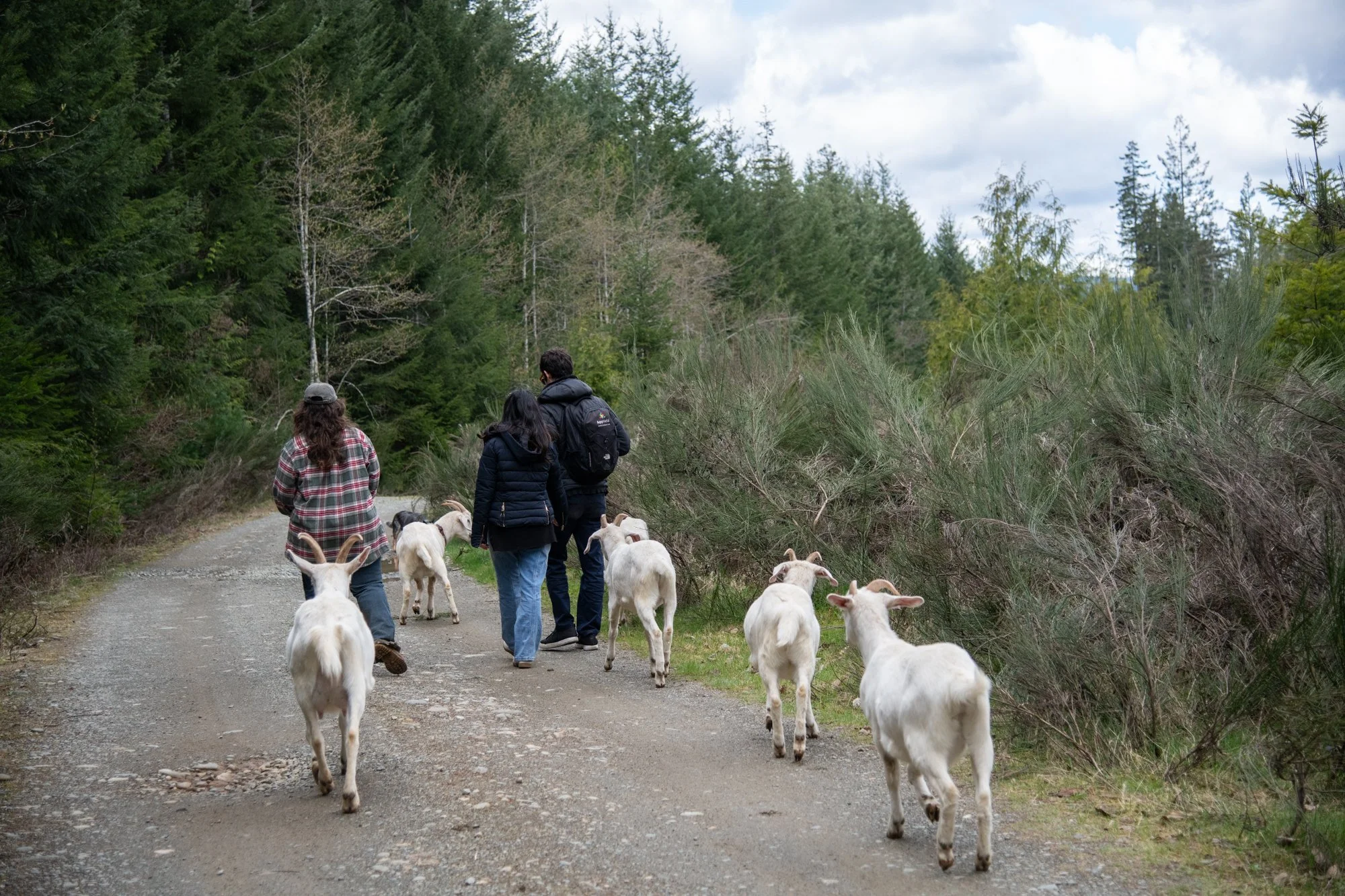 mapleheartranch-goats-066.jpg