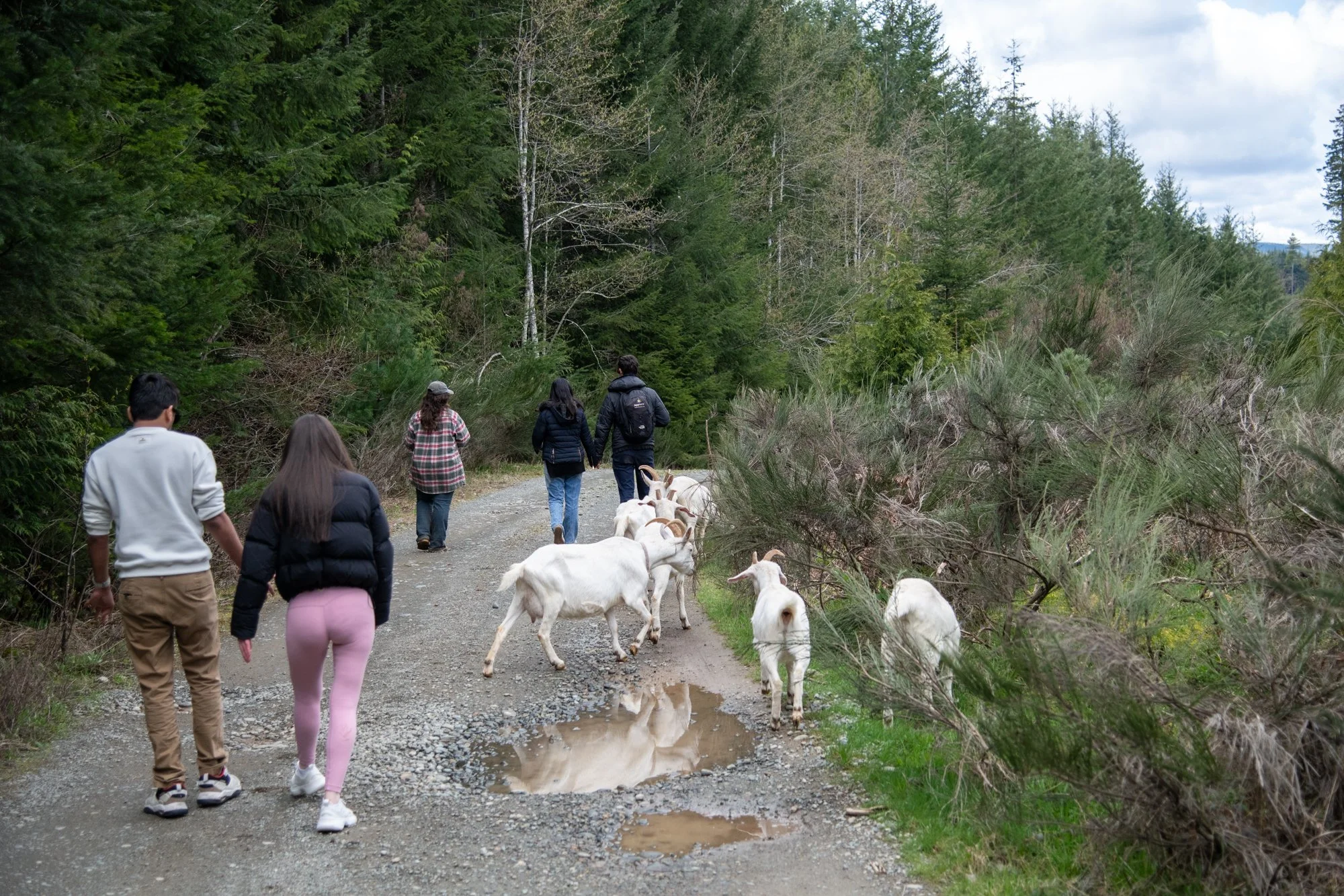 mapleheartranch-goats-067.jpg