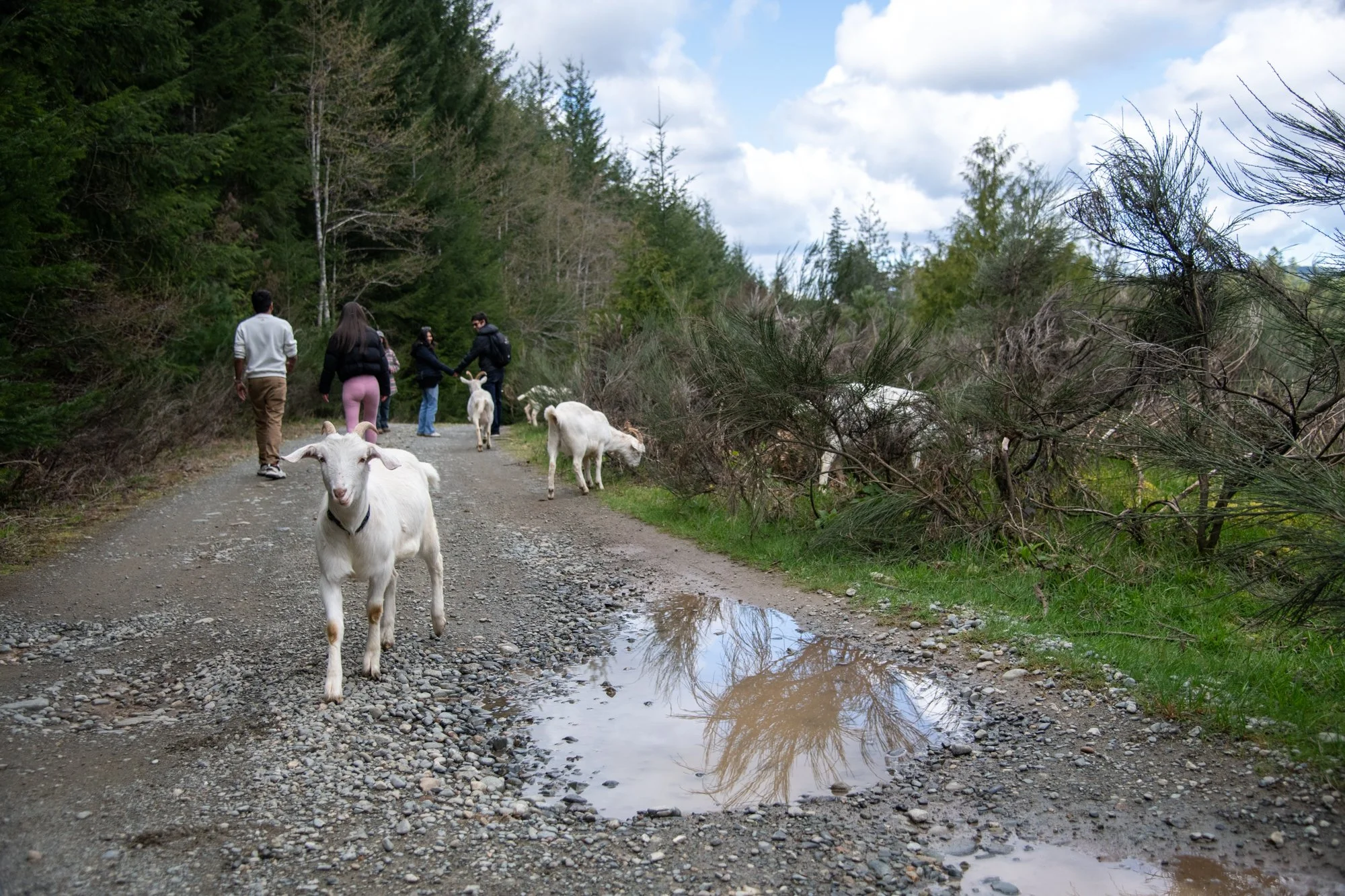 mapleheartranch-goats-068.jpg