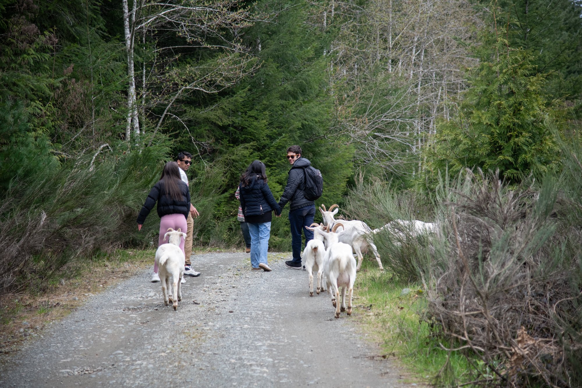 mapleheartranch-goats-069.jpg