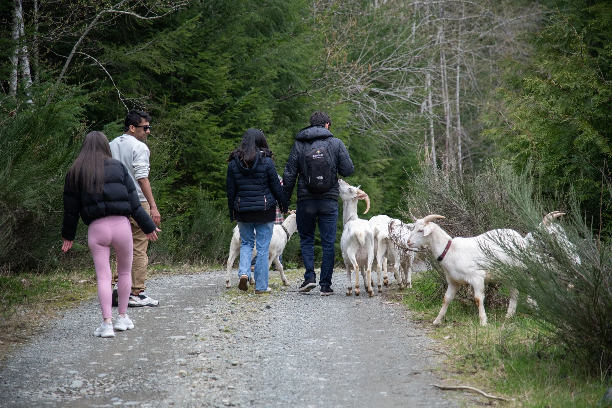 mapleheartranch-goats-070.jpg