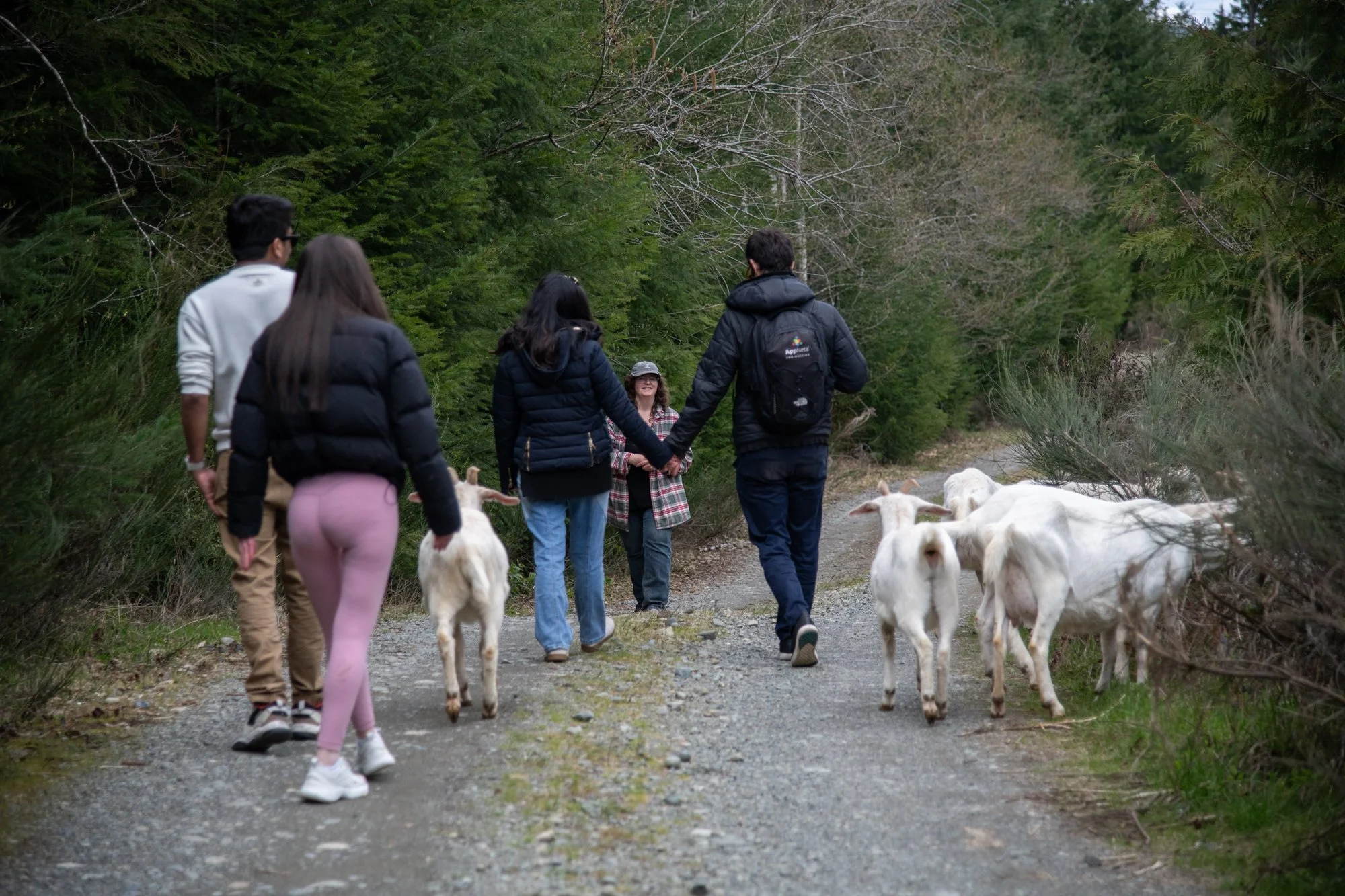 mapleheartranch-goats-071.jpg