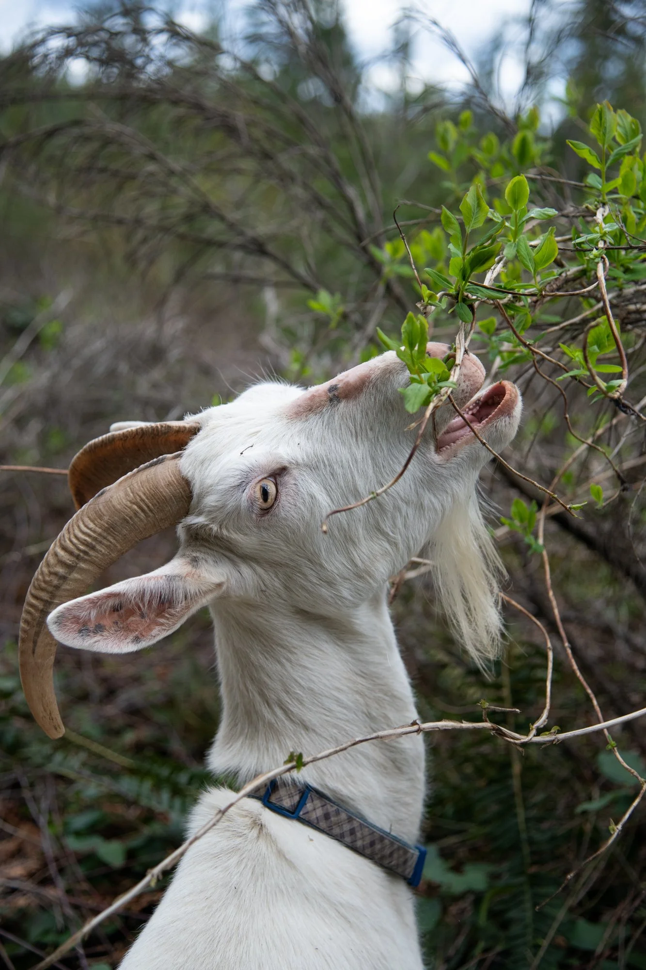 mapleheartranch-goats-072.jpg