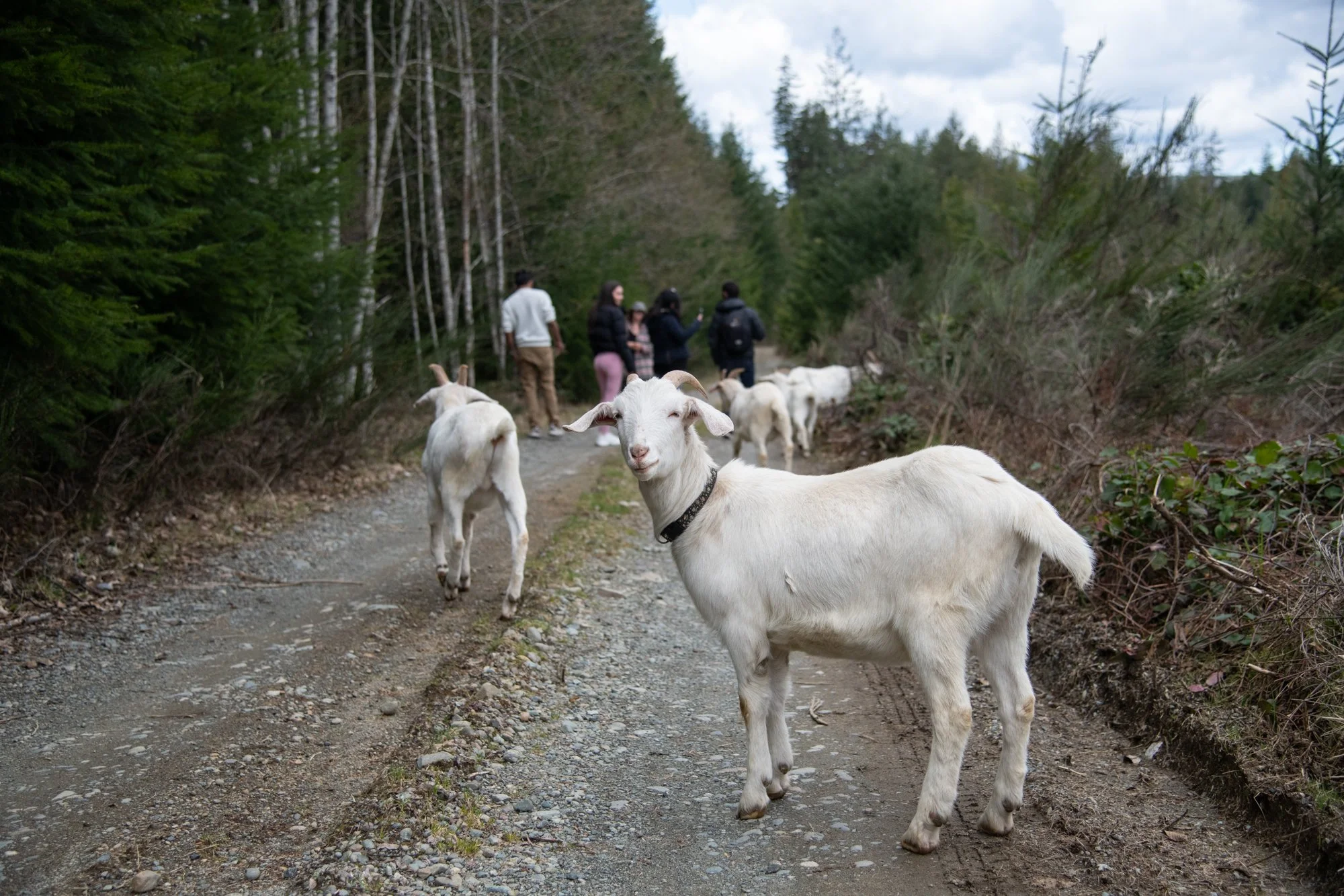 mapleheartranch-goats-073.jpg