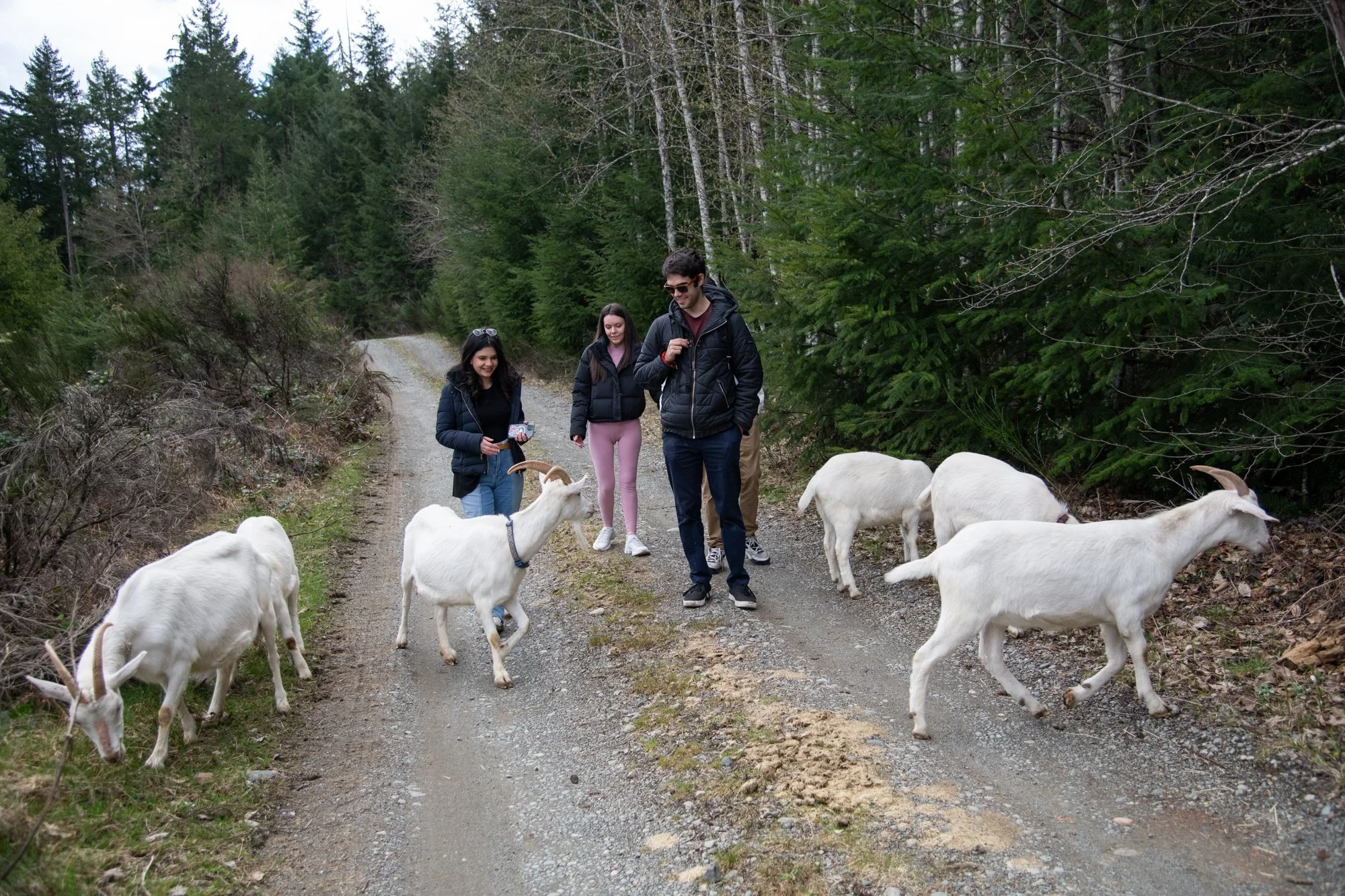 mapleheartranch-goats-074.jpg