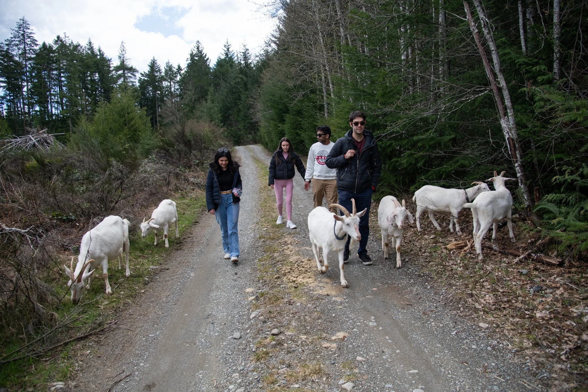 mapleheartranch-goats-075.jpg