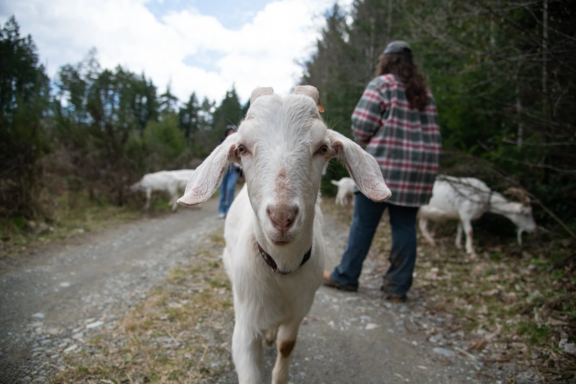 mapleheartranch-goats-076.jpg