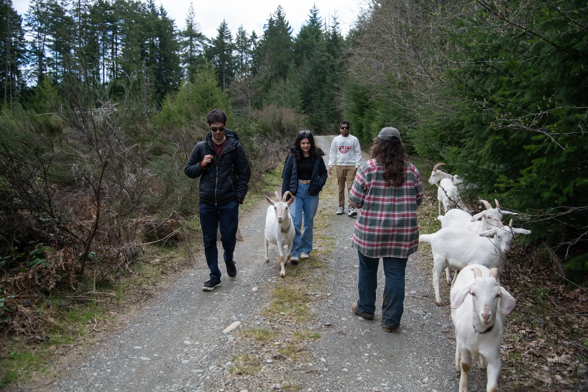mapleheartranch-goats-077.jpg