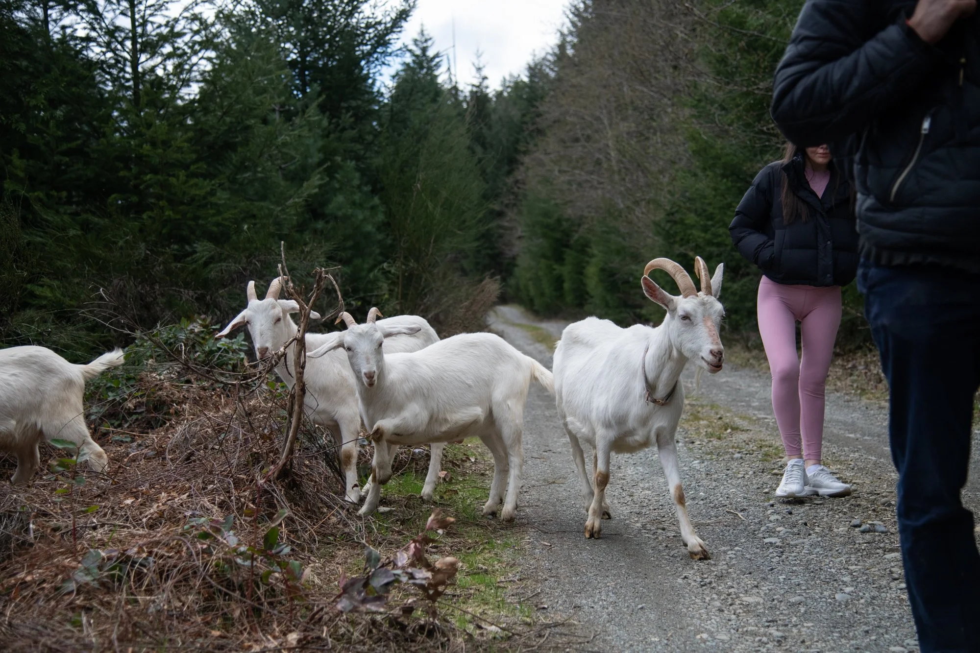 mapleheartranch-goats-078.jpg