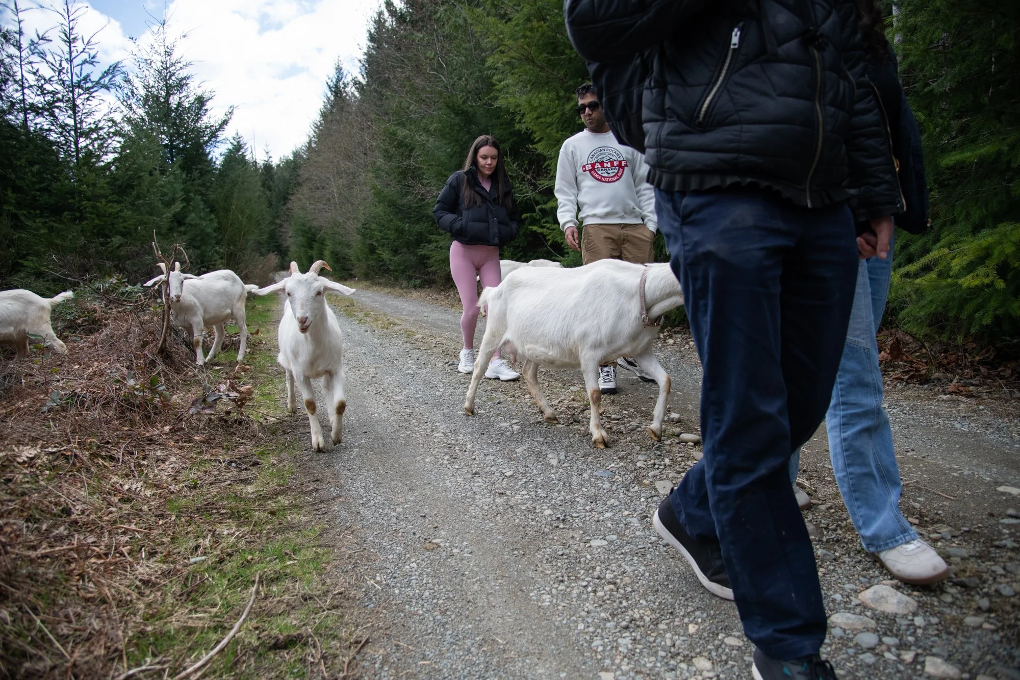 mapleheartranch-goats-079.jpg