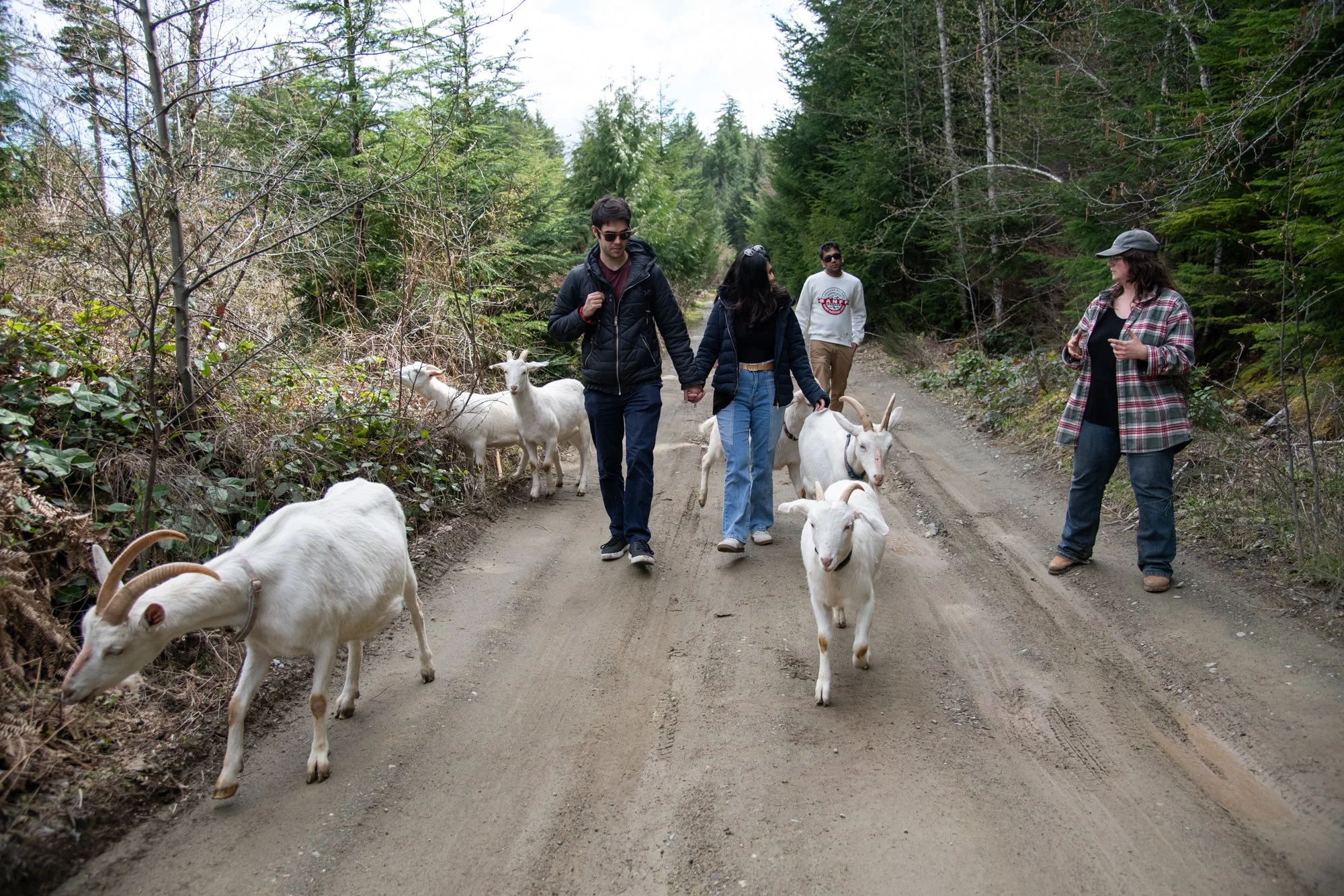 mapleheartranch-goats-081.jpg