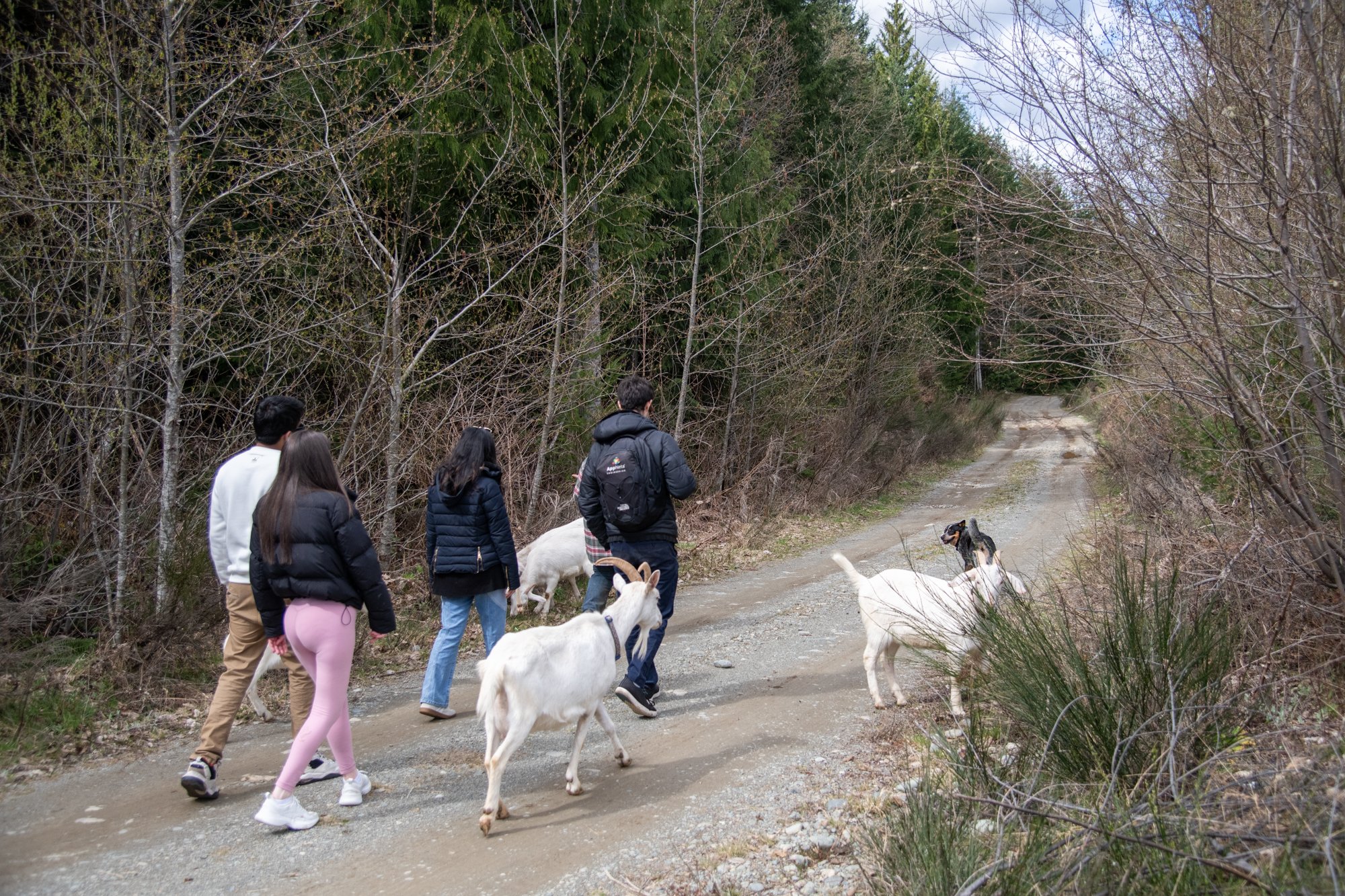mapleheartranch-goats-082.jpg