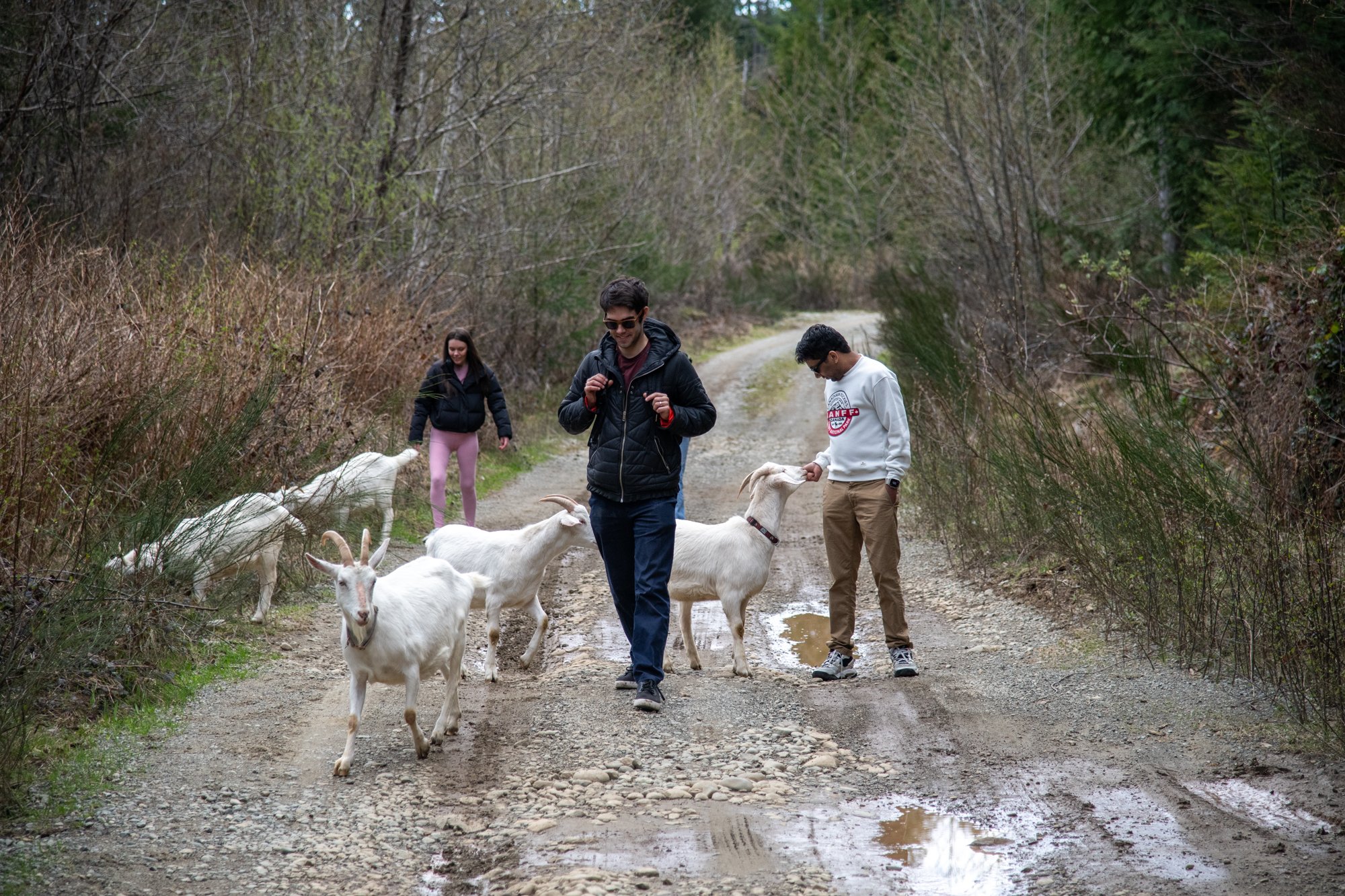 mapleheartranch-goats-083.jpg